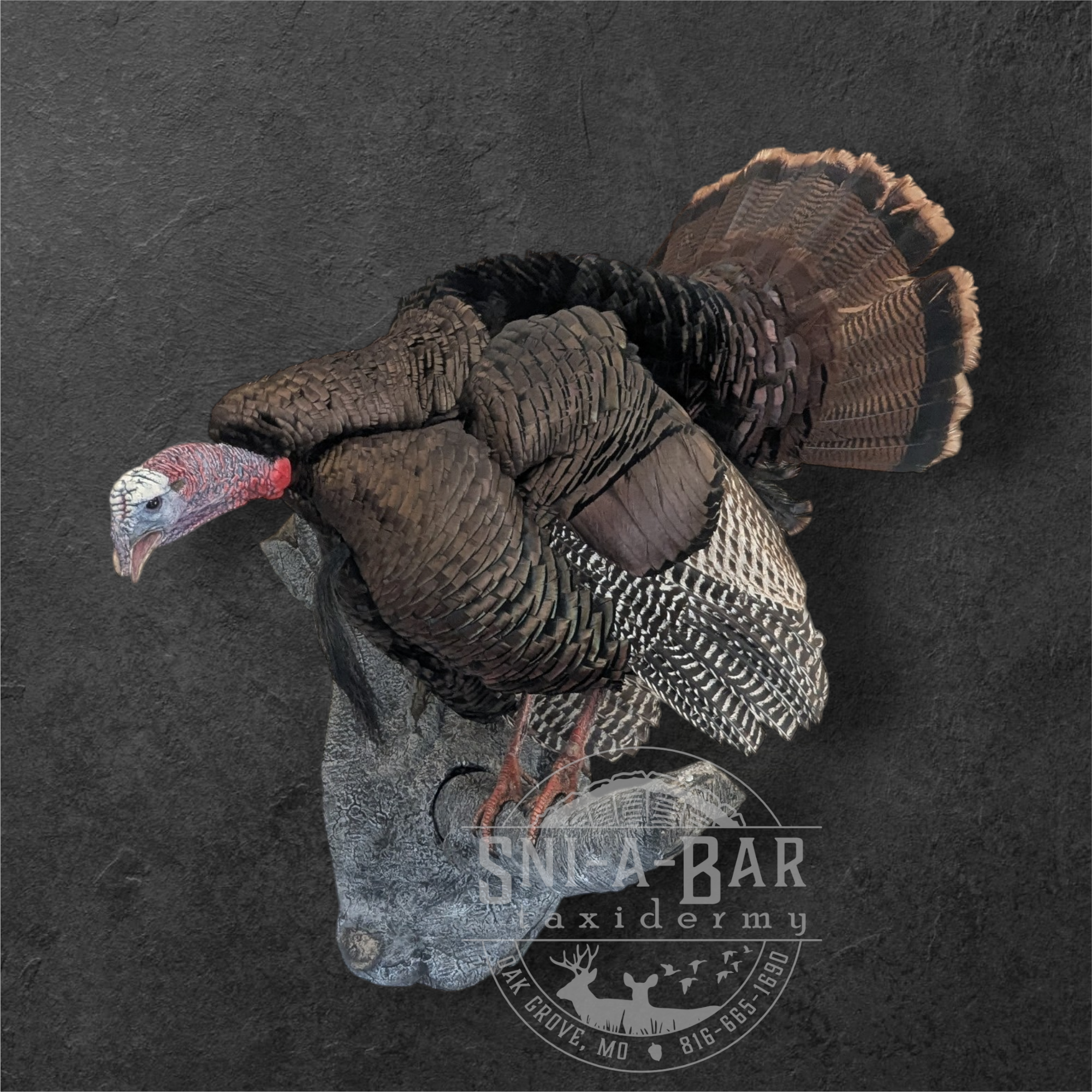 3/4 strut Turkey Taxidermy. Taxidermist in Oak Grove serving the Kansas City MO area. Blue Springs, Independence Lees Summit.