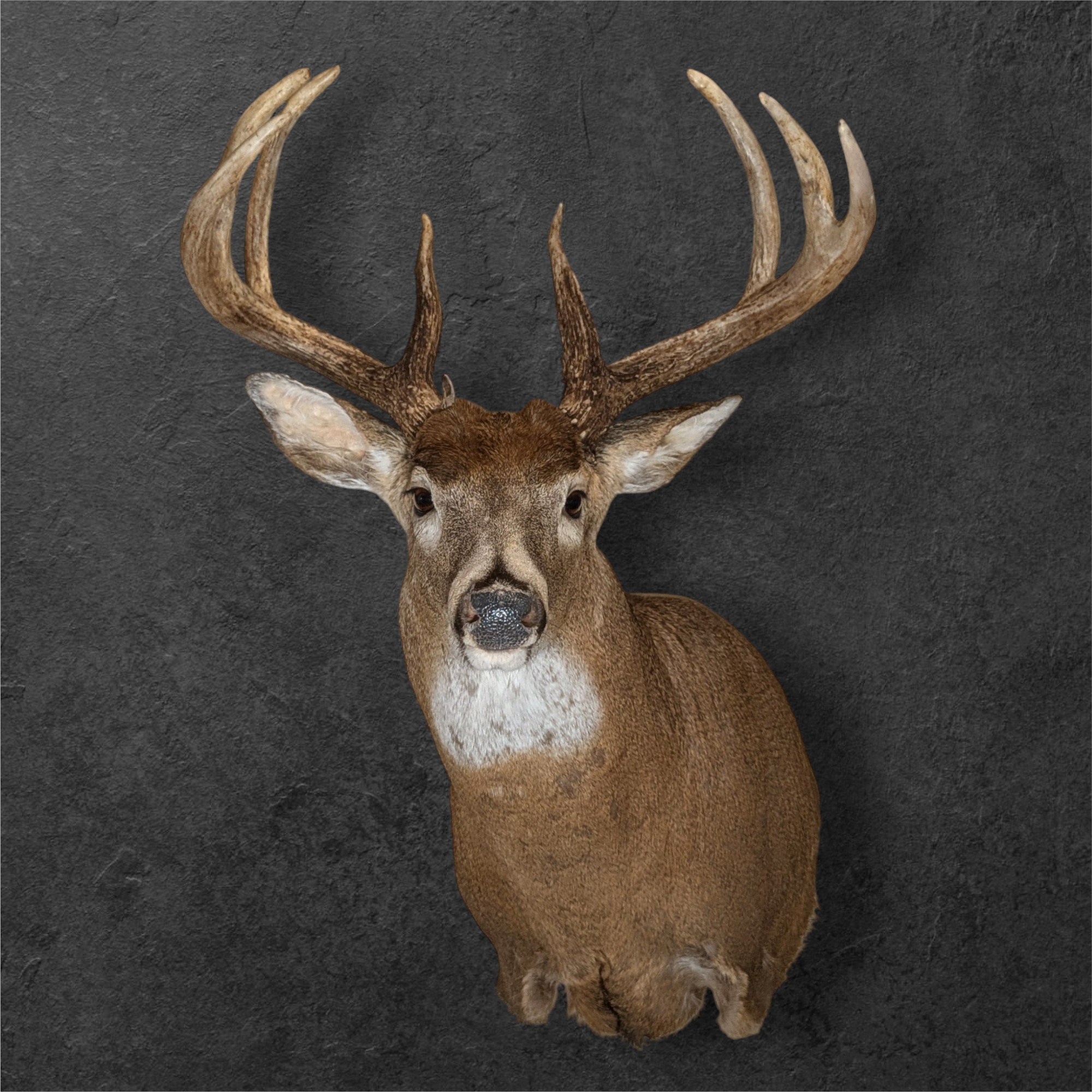 Deer Taxidermist nearby. Whitetail Deer shoulder mount Taxidermy- near Kansas MO, Independence MO, Lees Summit MO, Liberty MO, Blue Springs MO, Odessa MO, Grain Valley MO, Jackson County MO.
