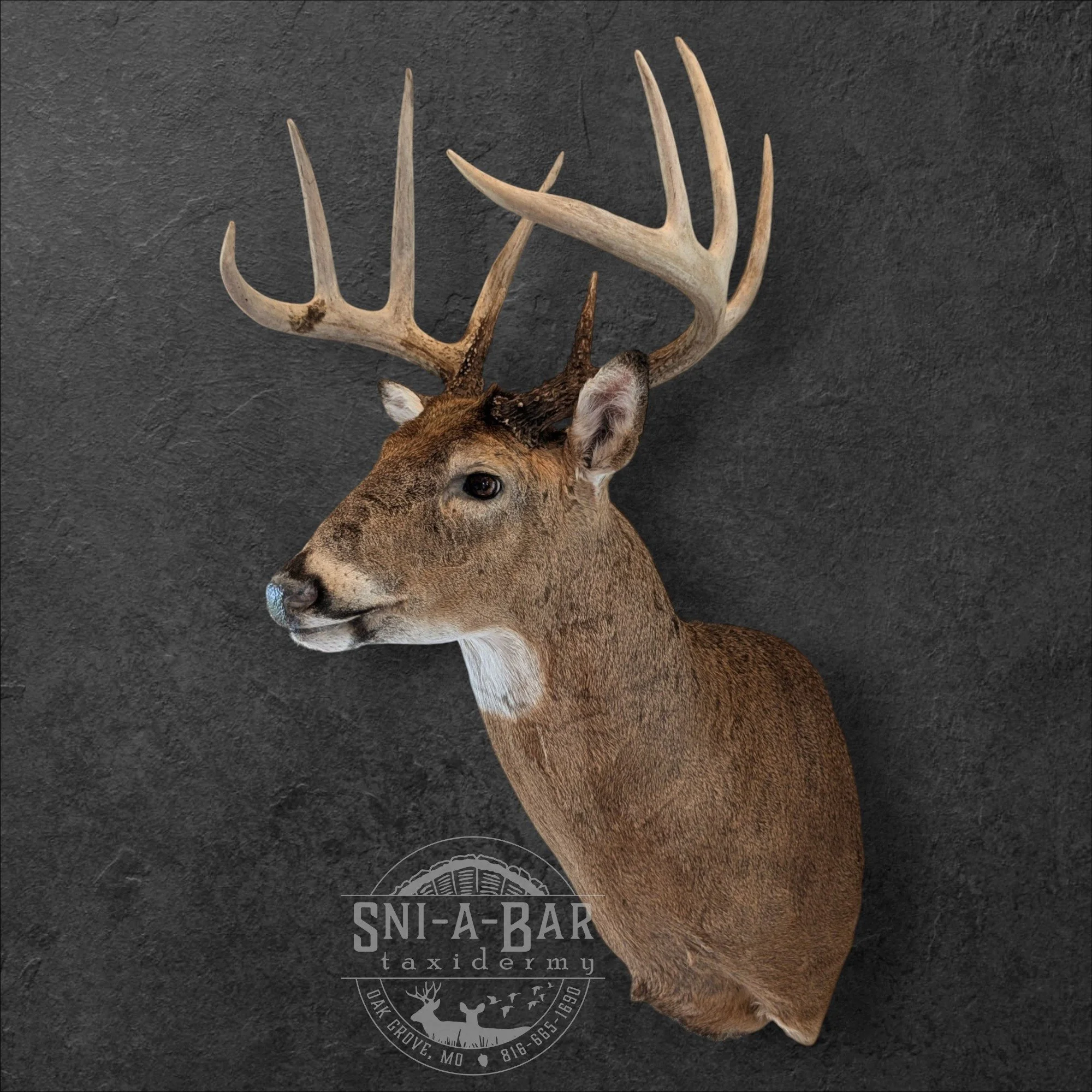 Deer Taxidermist nearby. Whitetail Deer shoulder mount Taxidermy- near Kansas MO, Independence MO, Lees Summit MO, Liberty MO, Blue Springs MO, Odessa MO, Grain Valley MO, Jackson County MO.