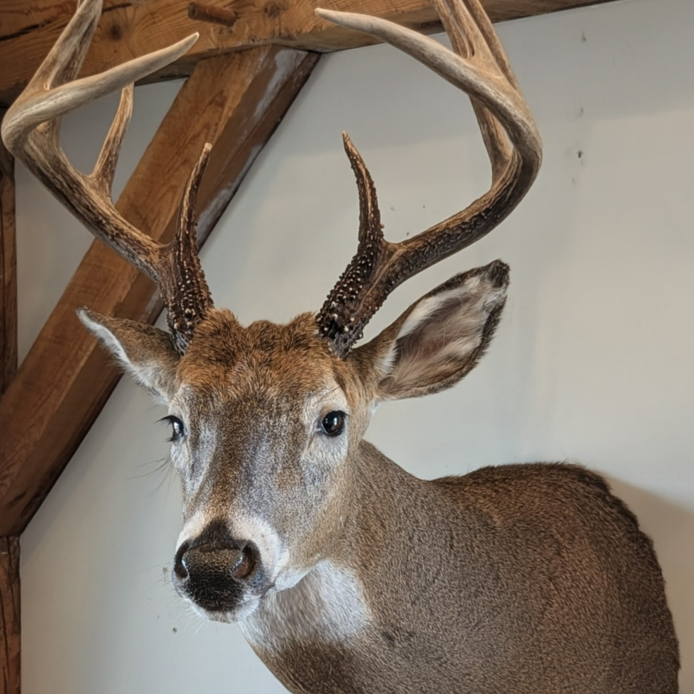 taxidermy deer mount