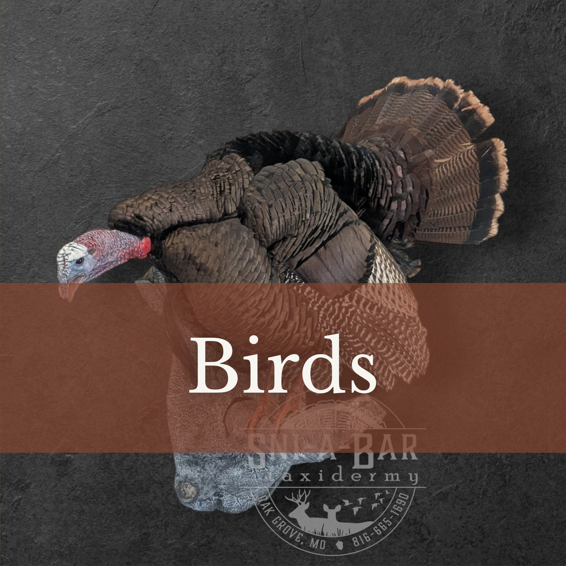 Bird mounts taxidermy. turkeys, pheasants, ducks, quail, goose, snow goose, mallard, duck