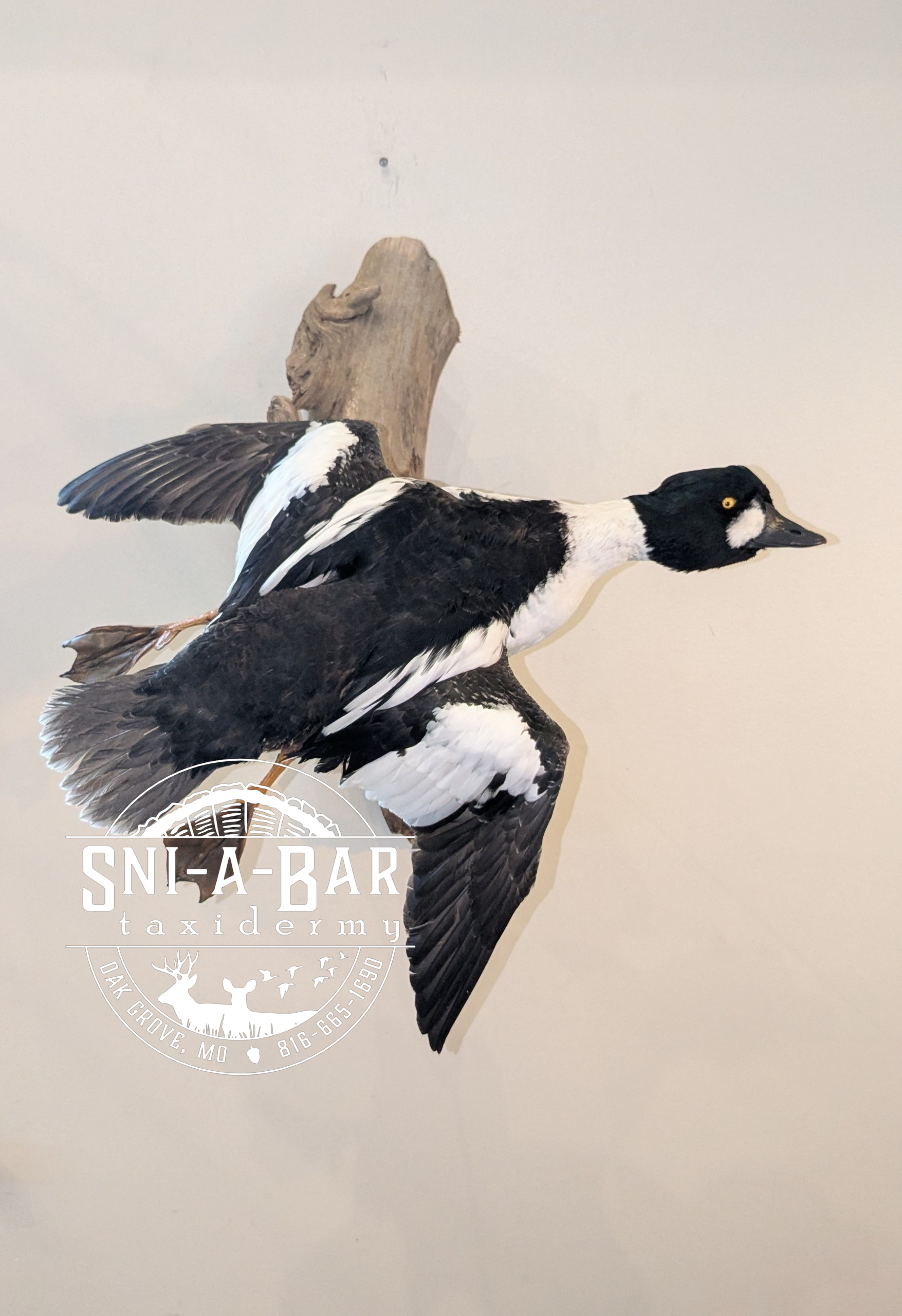 Mounted duck with black and white feathers, mounted on a wooden plaque, with a logo for SNI-A-BAR Taxidermy in Oakland Gove, Missouri.