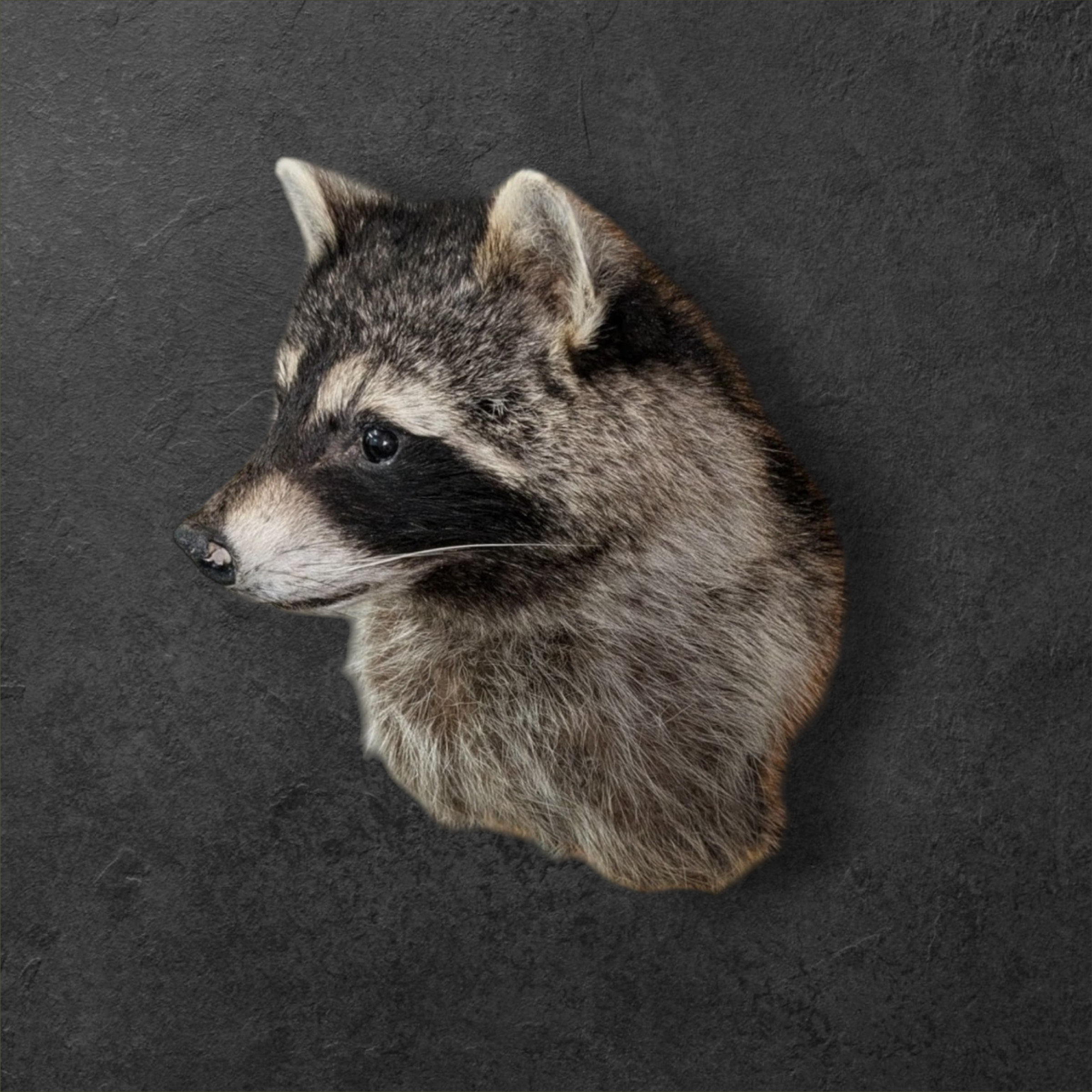 racoon