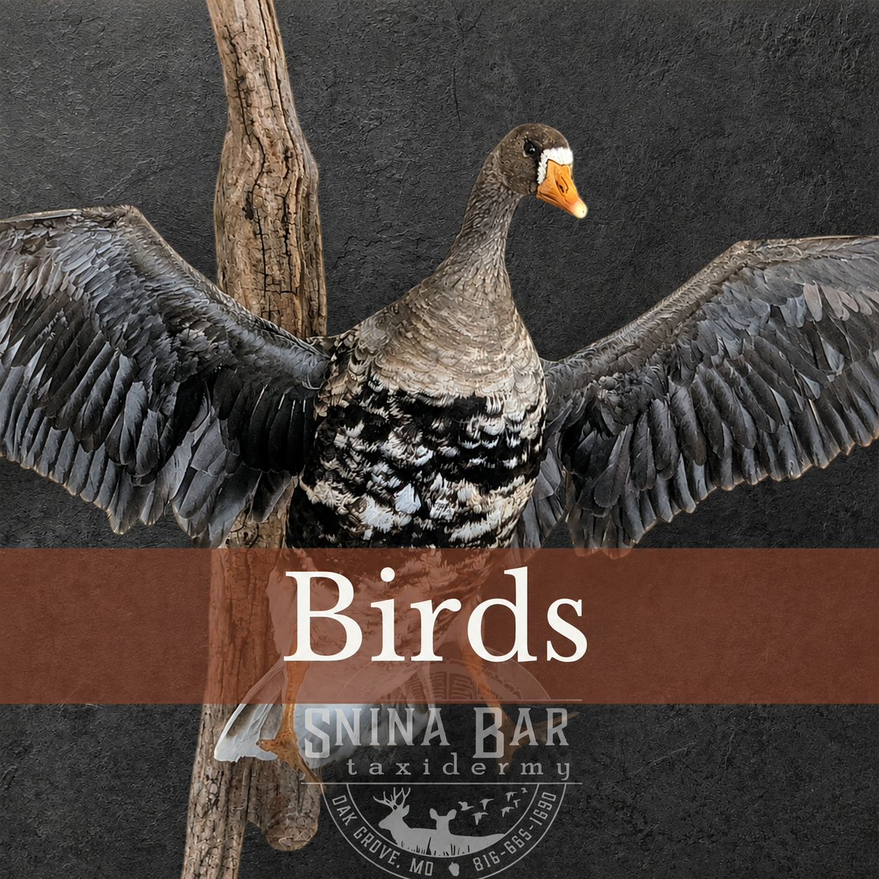 Waterfowl and Upland bird taxidermy near Kansas City MO.