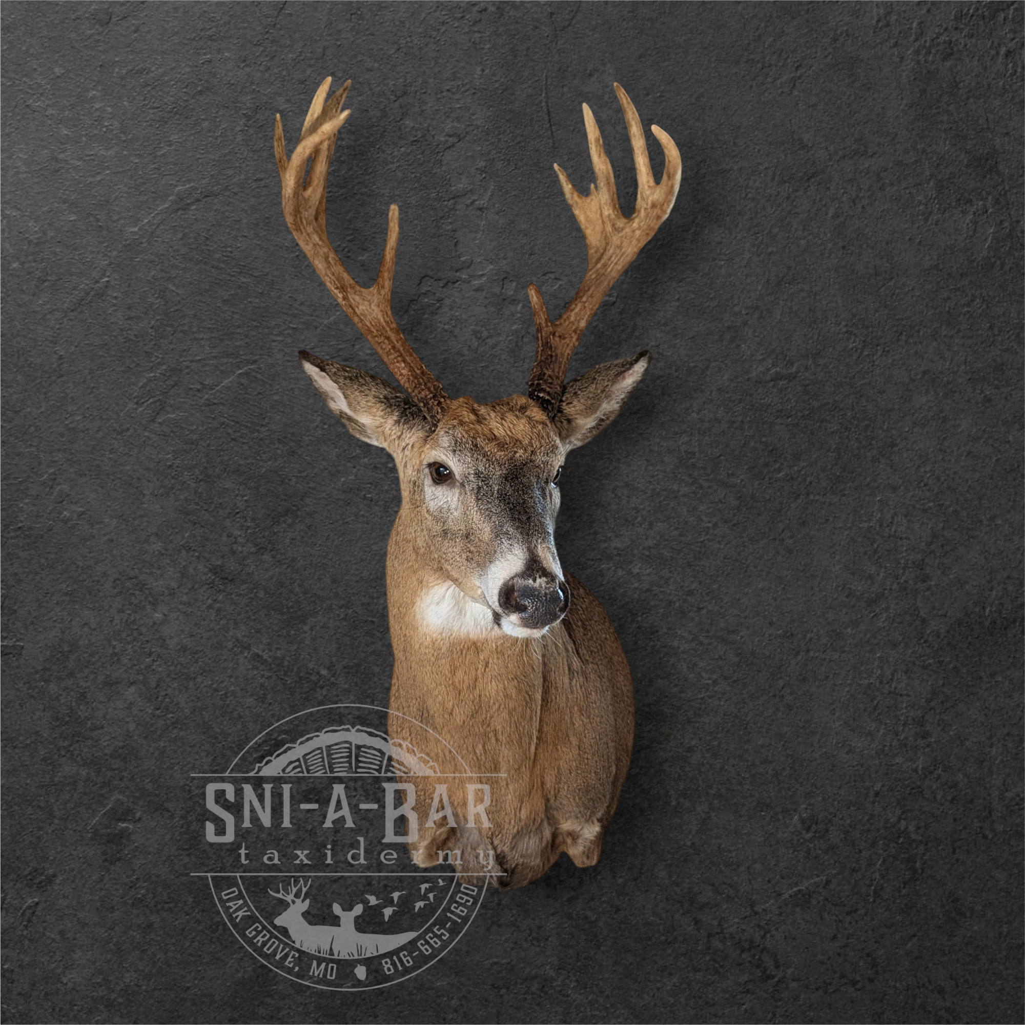The image features a deer with large antlers mounted on a textured dark background. Below the deer, there is a circular logo with the text 'Sni-A-Bar Taxidermy' and the contact number '816-938-1998' along with a silhouette of a deer head.