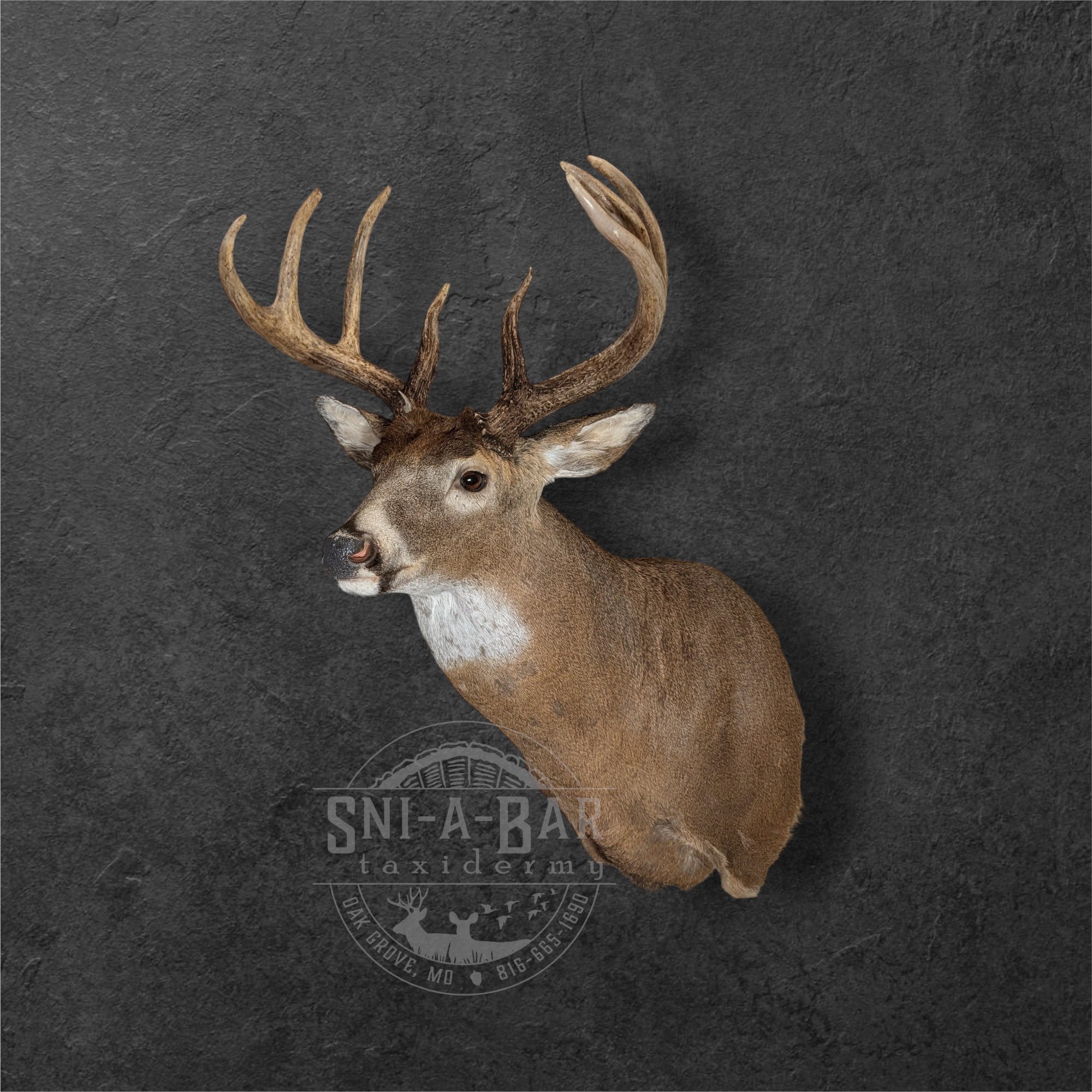Deer Taxidermist nearby. Whitetail Deer shoulder mount Taxidermy- near Kansas MO, Independence MO, Lees Summit MO, Liberty MO, Blue Springs MO, Odessa MO, Grain Valley MO, Jackson County MO.