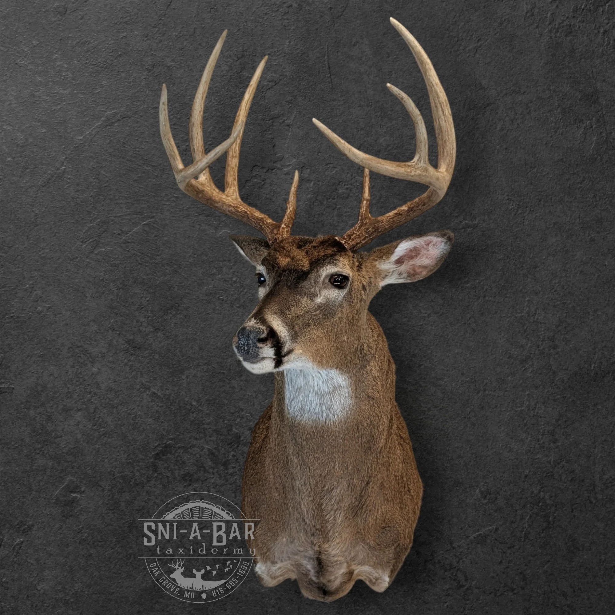 Deer Taxidermist nearby. Whitetail Deer shoulder mount Taxidermy- near Kansas MO, Independence MO, Lees Summit MO, Liberty MO, Blue Springs MO, Odessa MO, Grain Valley MO, Jackson County MO.