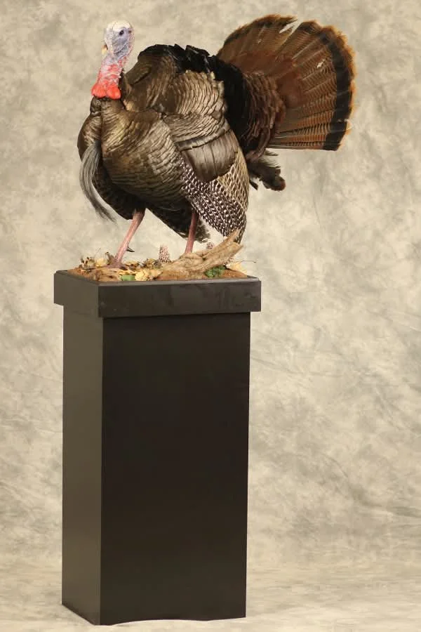 3/4 strut Turkey Taxidermy. Taxidermist in Oak Grove serving the Kansas City MO area. Blue Springs, Independence Lees Summit.