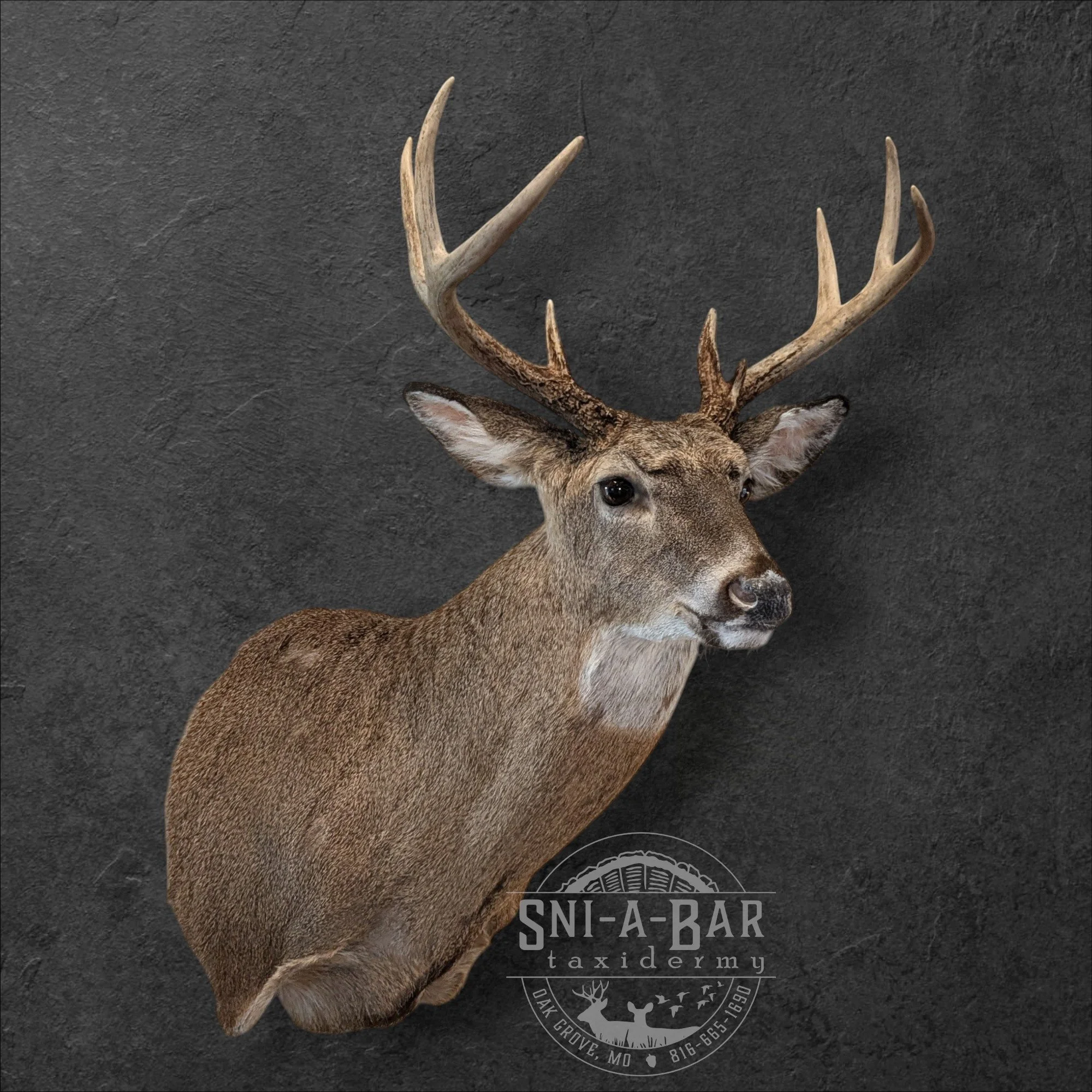 Deer Taxidermist nearby. Whitetail Deer shoulder mount Taxidermy- near Kansas MO, Independence MO, Lees Summit MO, Liberty MO, Blue Springs MO, Odessa MO, Grain Valley MO, Jackson County MO.