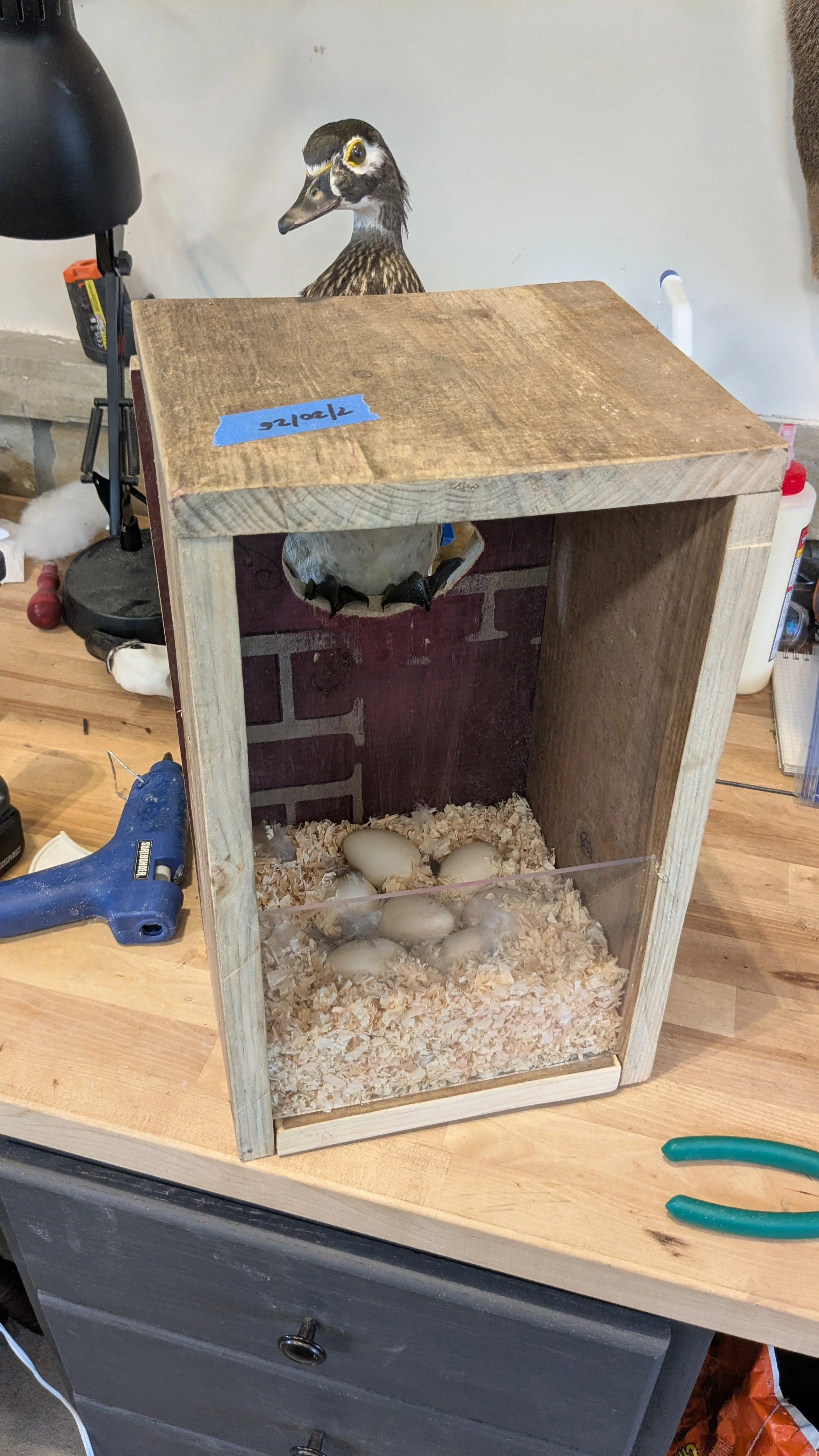 Wood-Duck Taxidermist near me.