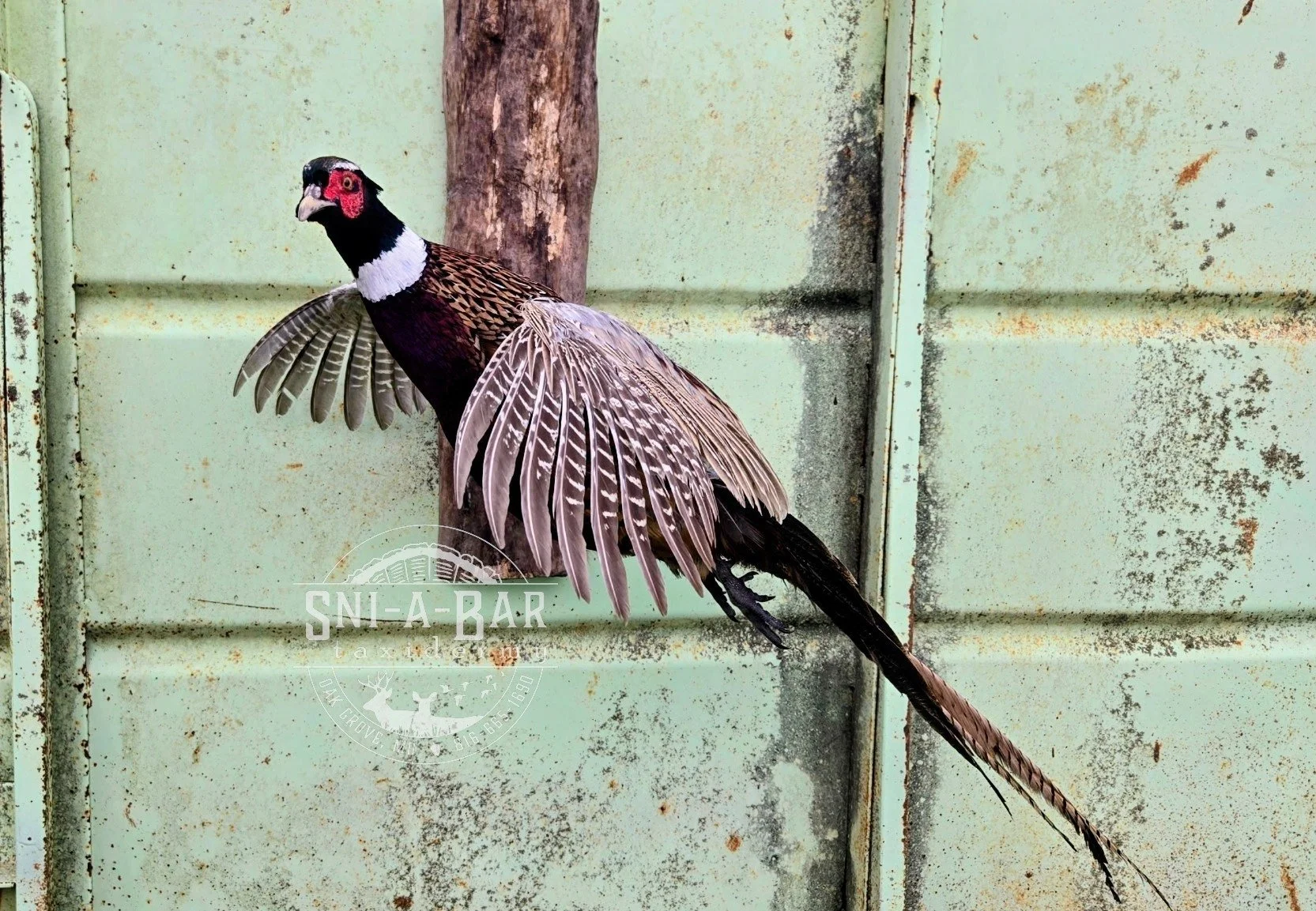 Pheasant Taxidermy near me. Kansas City MO, Independence MO, Lees Summit MO, Liberty MO.