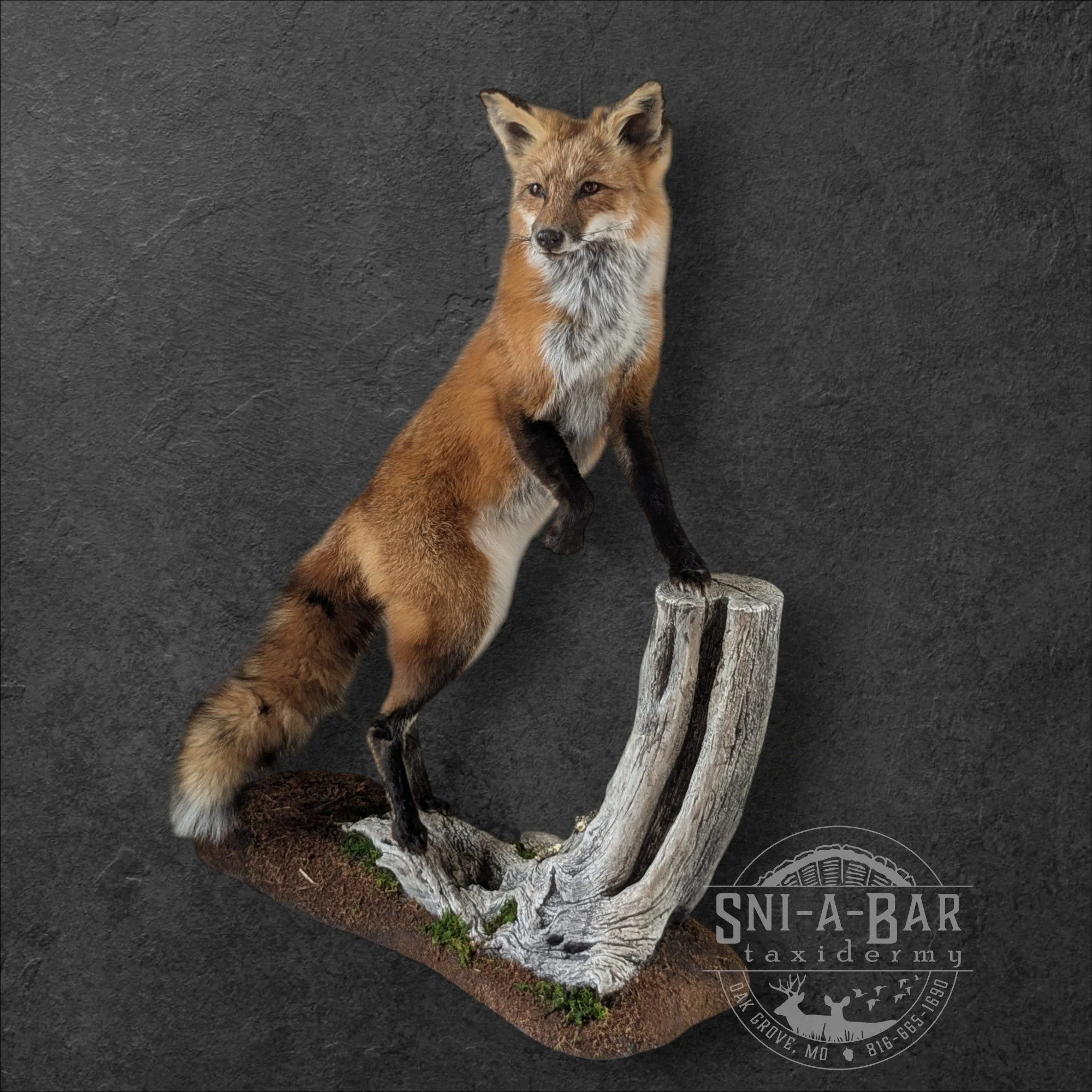 Mammal Fox Taxidermist near me Kansas City. Taxidermy- near Kansas City MO, Independence MO, Lees Summit MO, Liberty MO, Blue Springs MO, Odessa MO, Grain Valley MO, Jackson County MO.