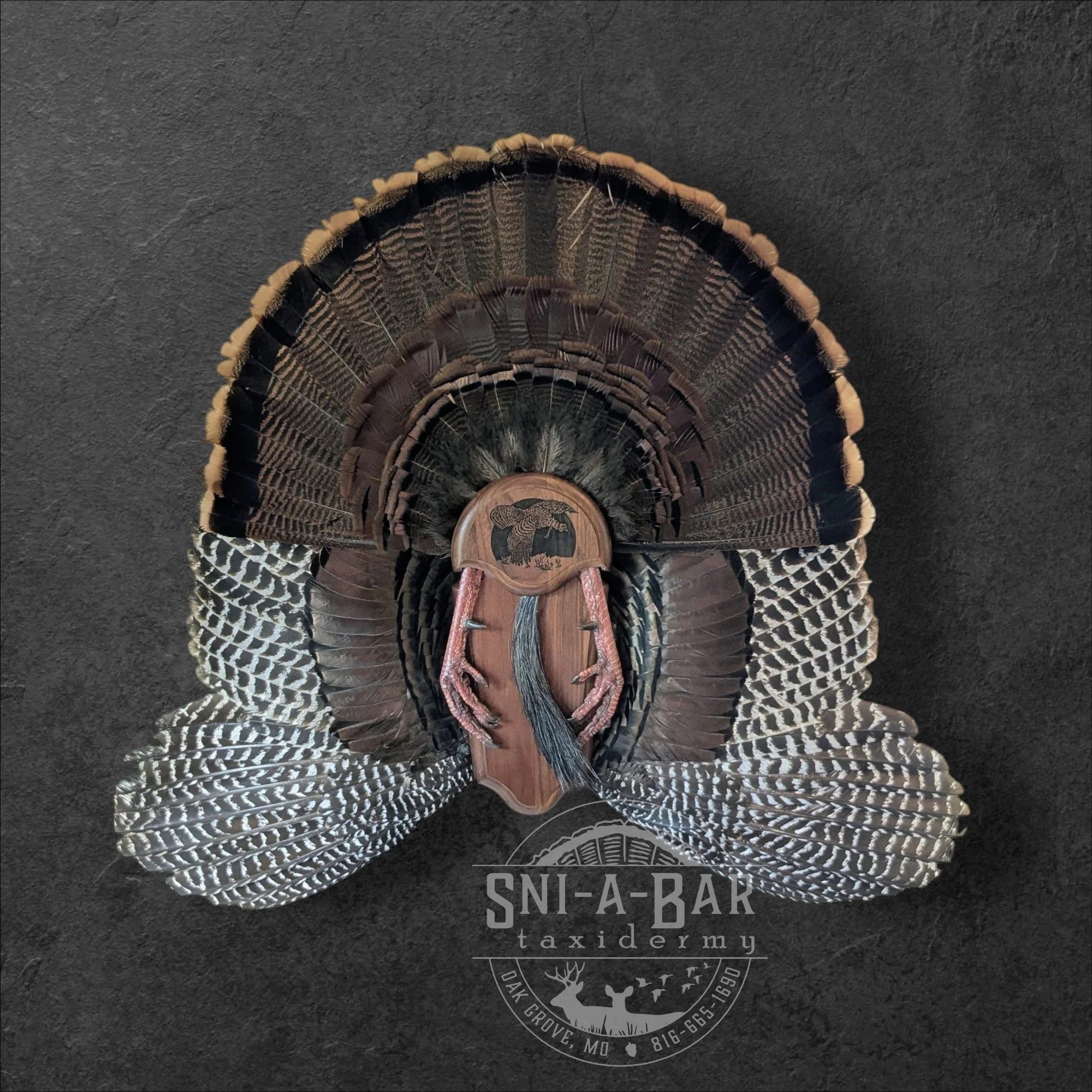 Turkey Fan and Wing Mount. Turkey Taxidermist in Oak Grove serving the Kansas City MO area. Blue Springs, Independence.