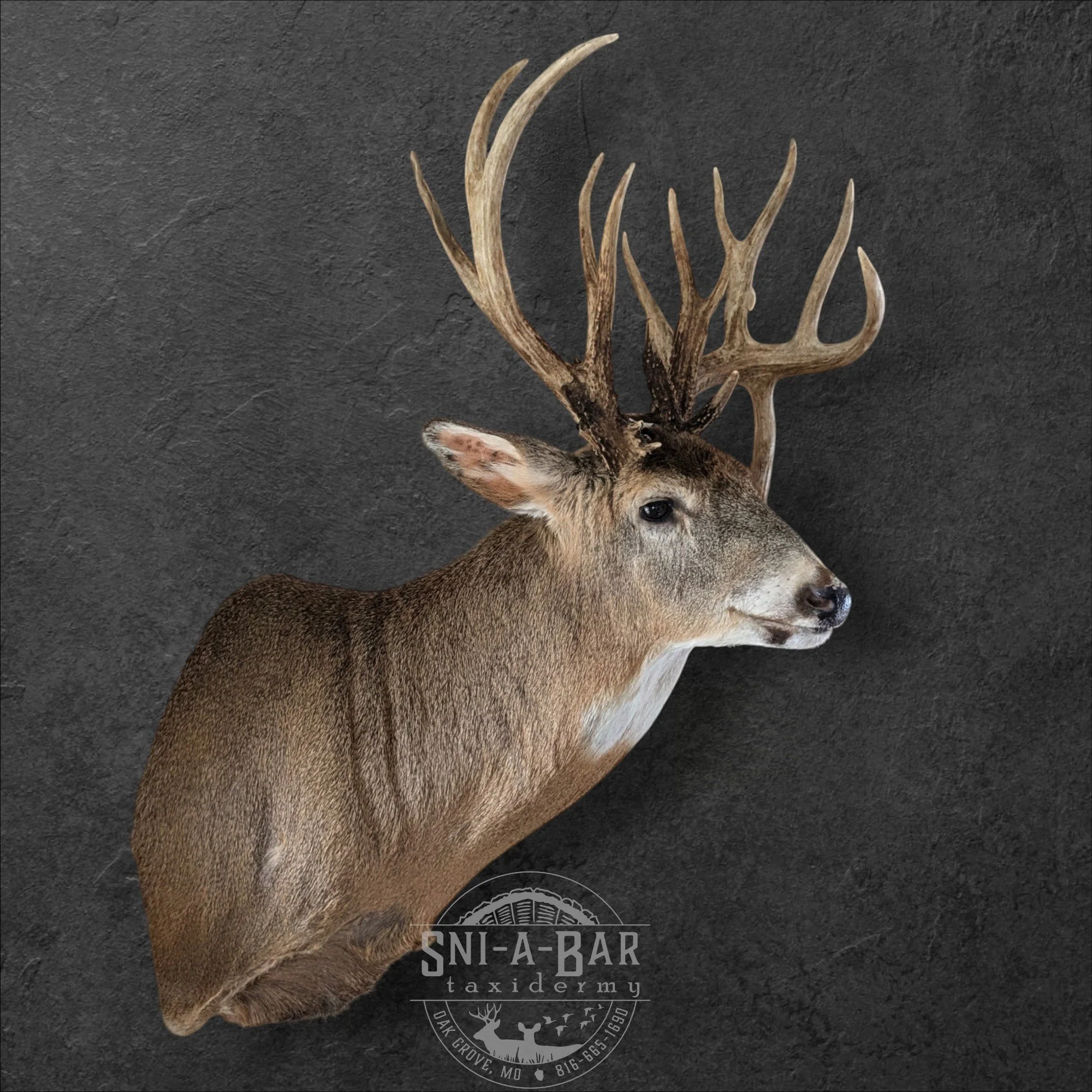 Deer Taxidermist nearby. Whitetail Deer shoulder mount Taxidermy- near Kansas MO, Independence MO, Lees Summit MO, Liberty MO, Blue Springs MO, Odessa MO, Grain Valley MO, Jackson County MO.