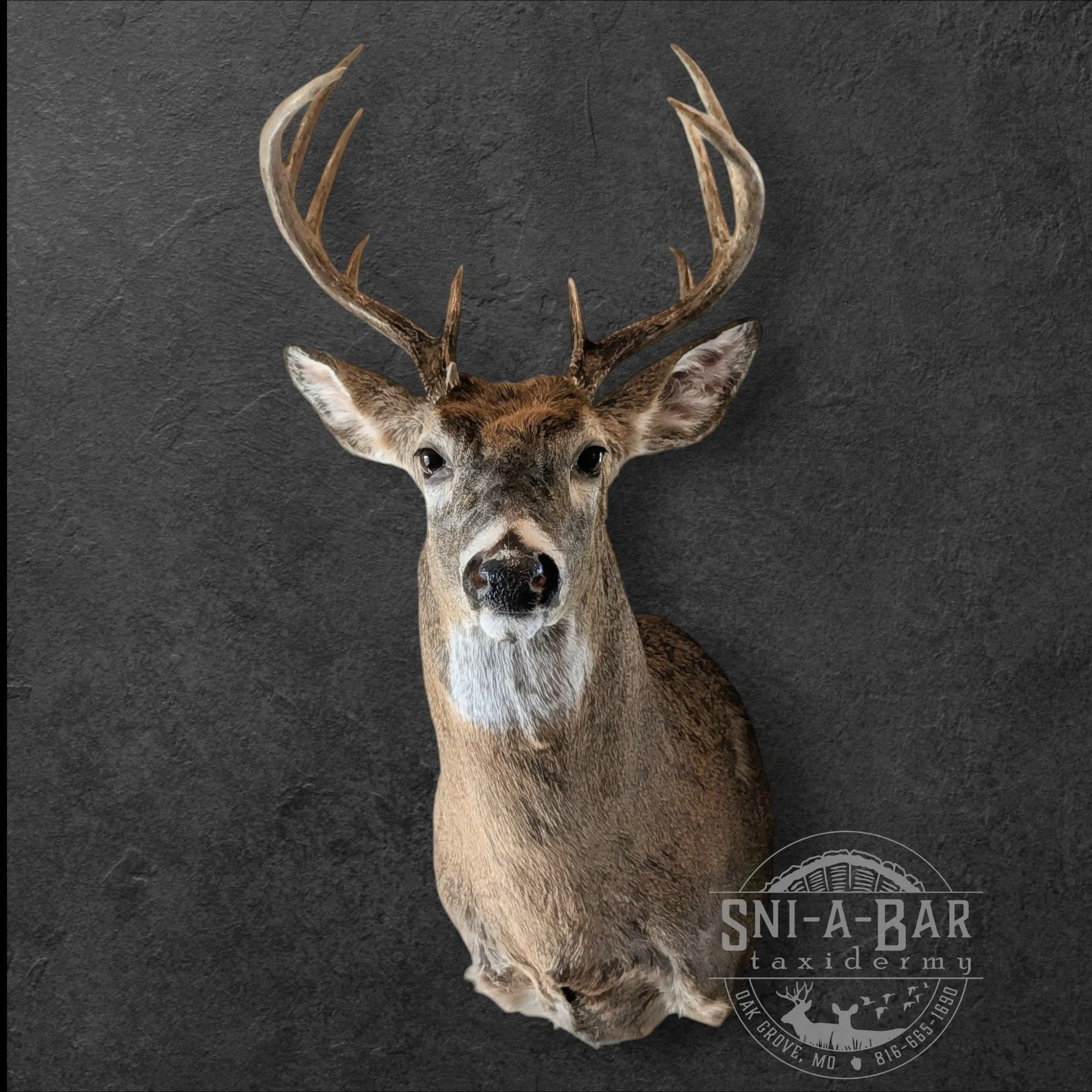 Deer Taxidermy. 