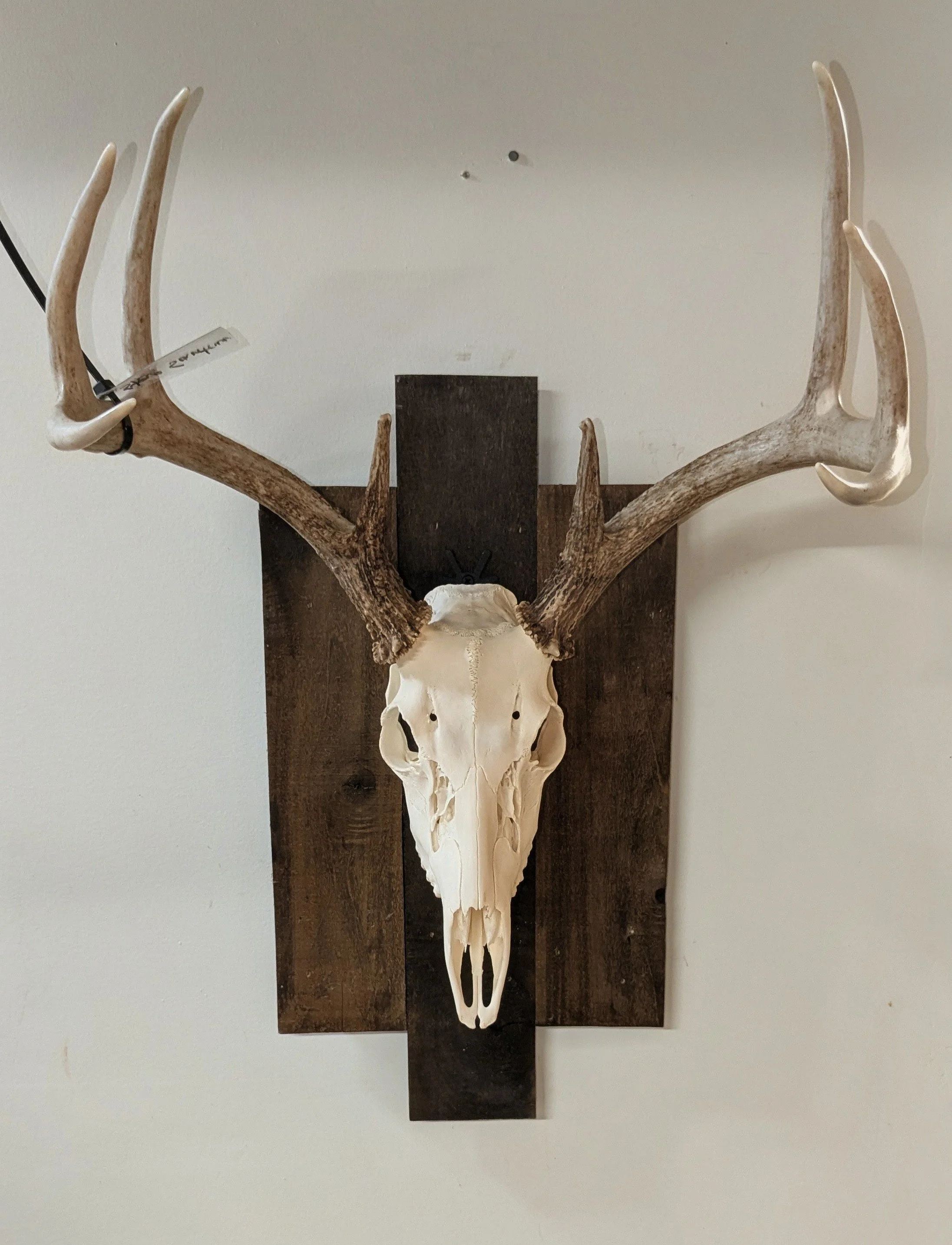 Decorative wall display featuring a large animal skull with antlers mounted on a dark wooden panel.