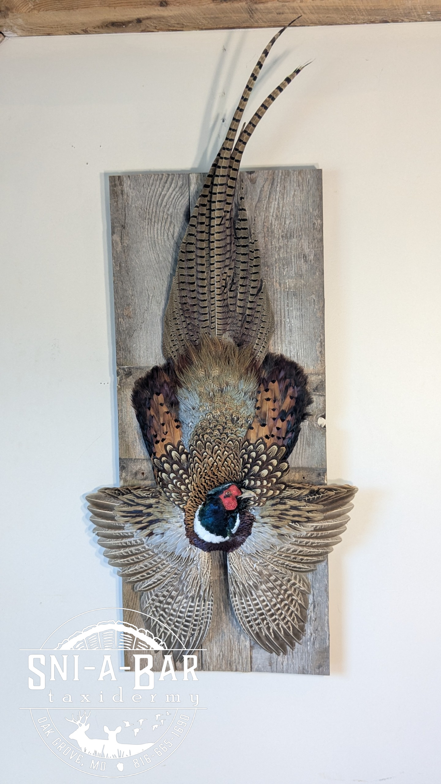 Mounted display of a colorful pheasant with patterned feathers on a wooden background, with a logo of 'SNI-A-BAR taxidermy' at the bottom.