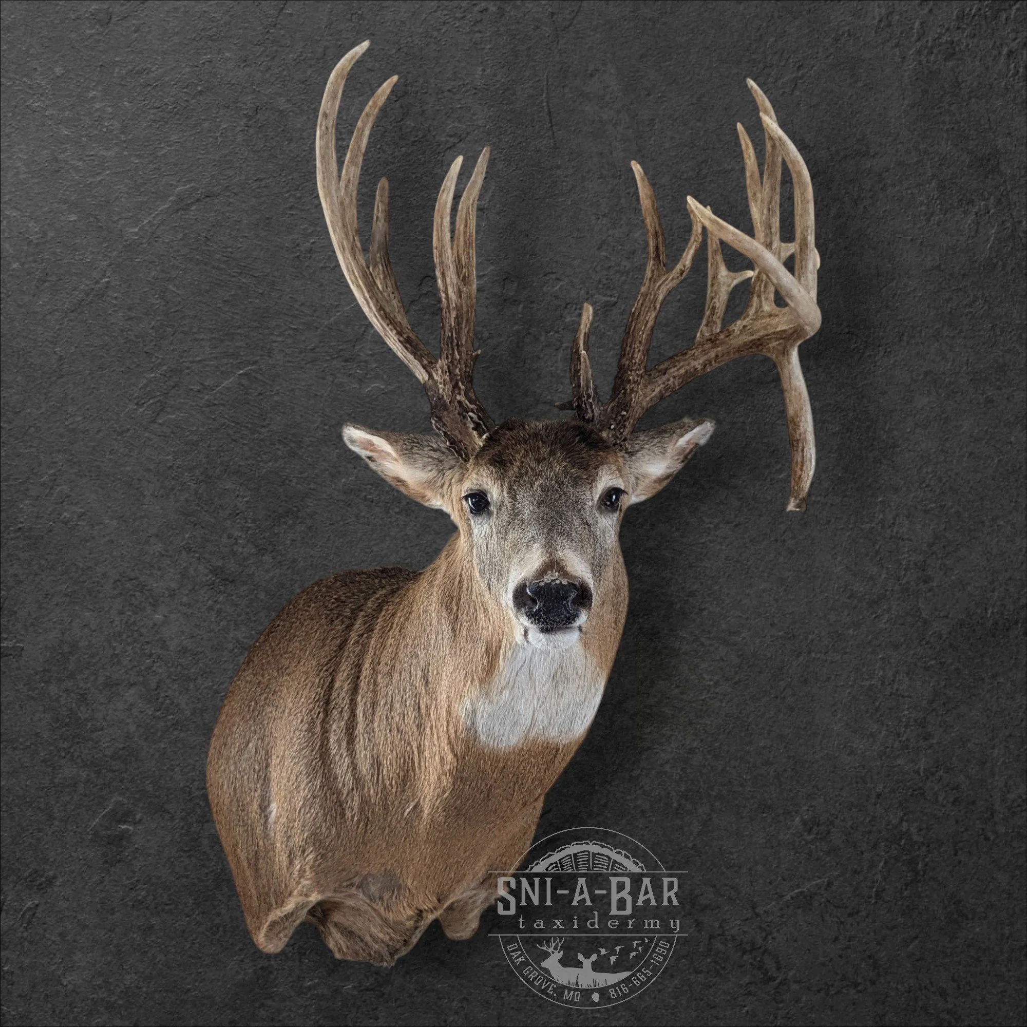Deer Taxidermist nearby. Whitetail Deer shoulder mount Taxidermy- near Kansas MO, Independence MO, Lees Summit MO, Liberty MO, Blue Springs MO, Odessa MO, Grain Valley MO, Jackson County MO.