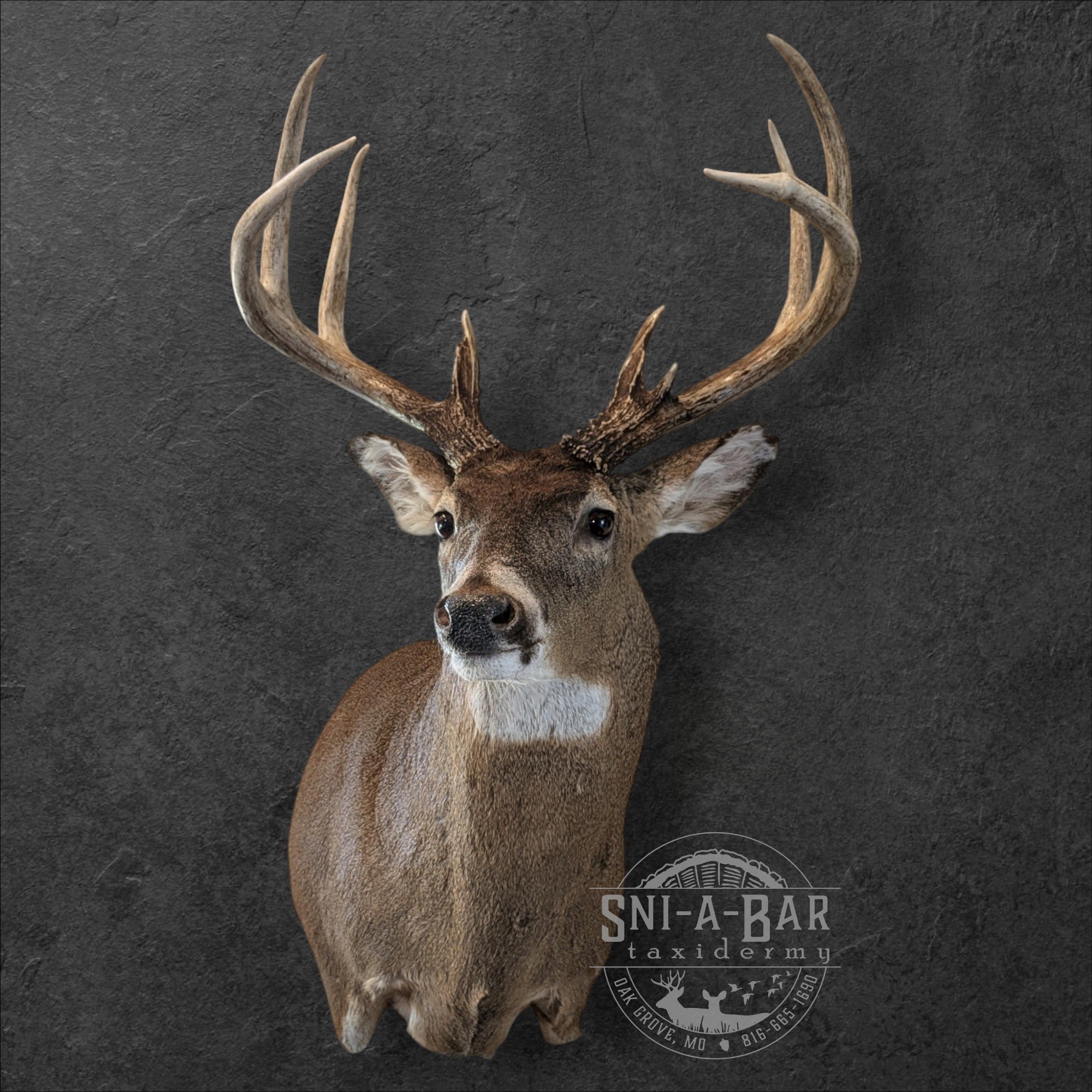 Deer Taxidermist nearby. Whitetail Deer shoulder mount Taxidermy- near Kansas MO, Independence MO, Lees Summit MO, Liberty MO, Blue Springs MO, Odessa MO, Grain Valley MO, Jackson County MO.