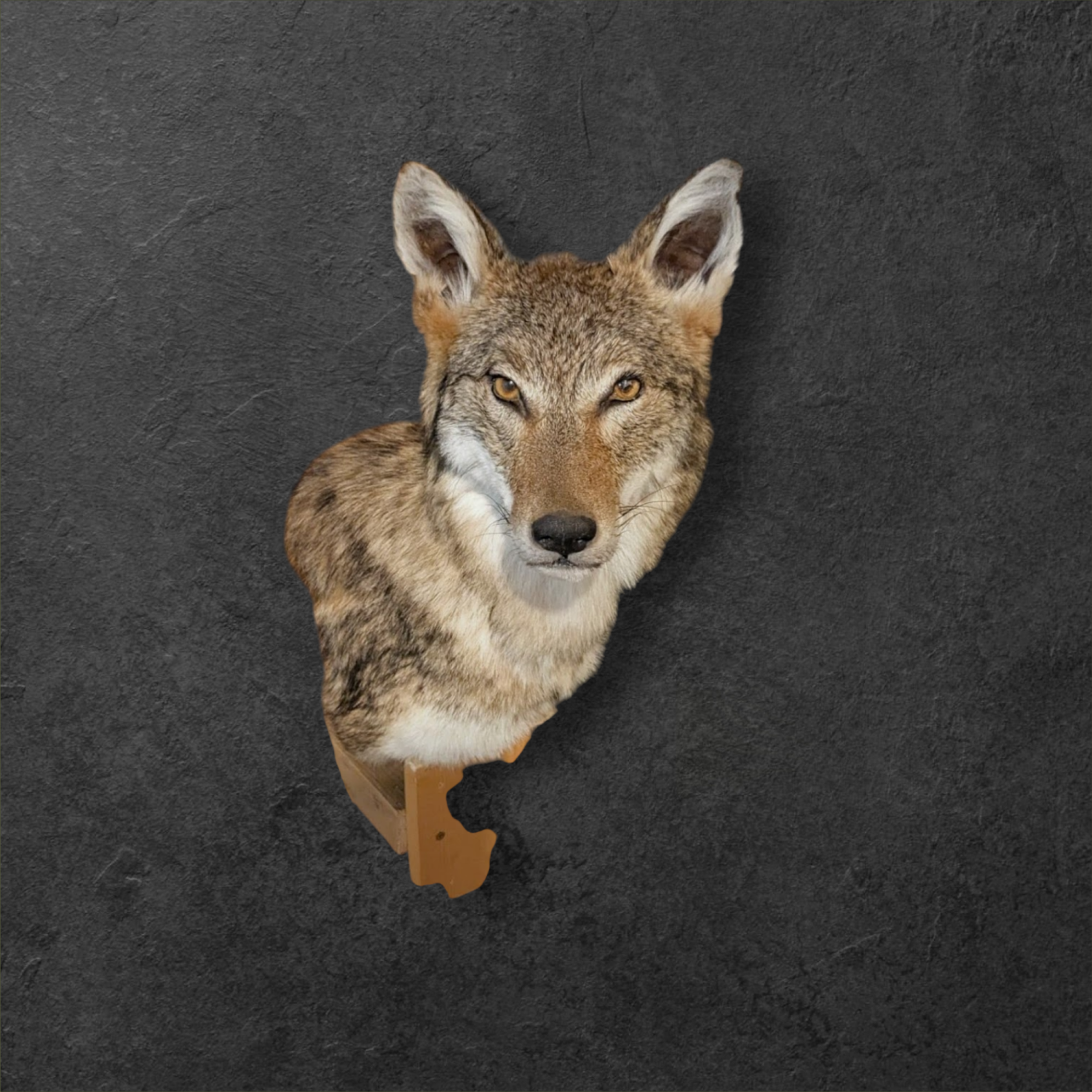 coyote 