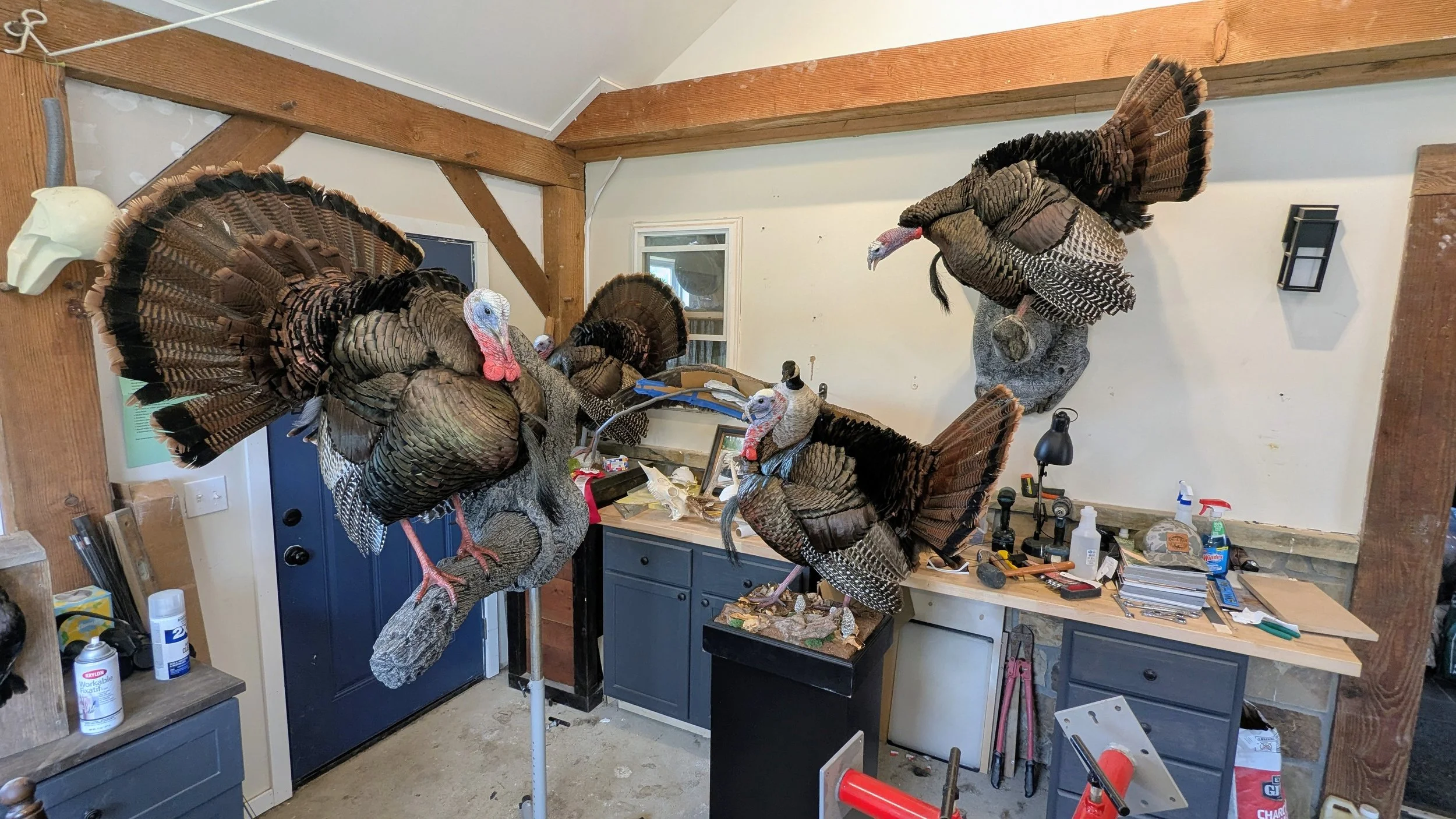 Turkey Taxidermy and Taxidermist.