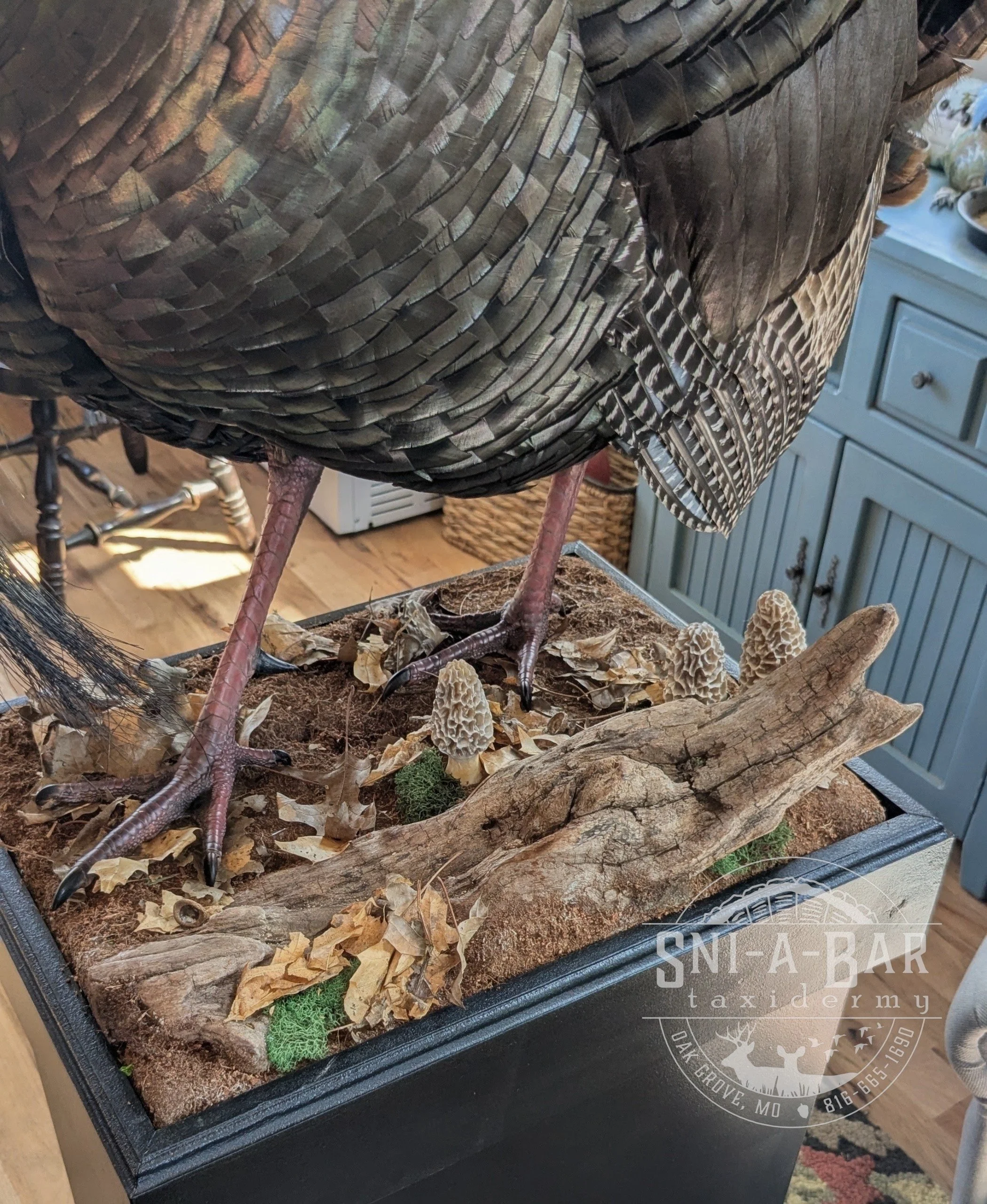 3/4 strut Turkey Taxidermy. Taxidermist in Oak Grove serving the Kansas City MO area. Blue Springs, Independence Lees Summit.