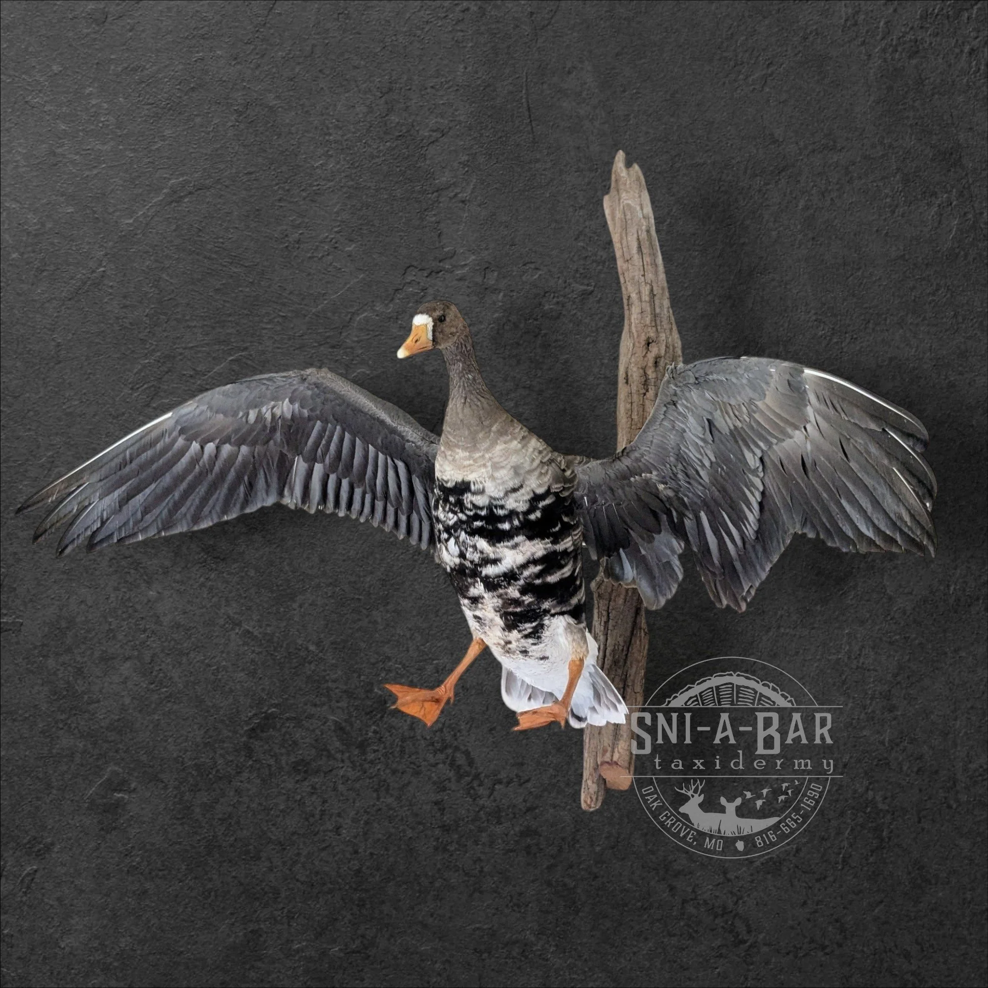 Waterfowl Taxidermy near me. Speckle Belly (White-Fronted) Goose. Taxidermist near Kansas City MO