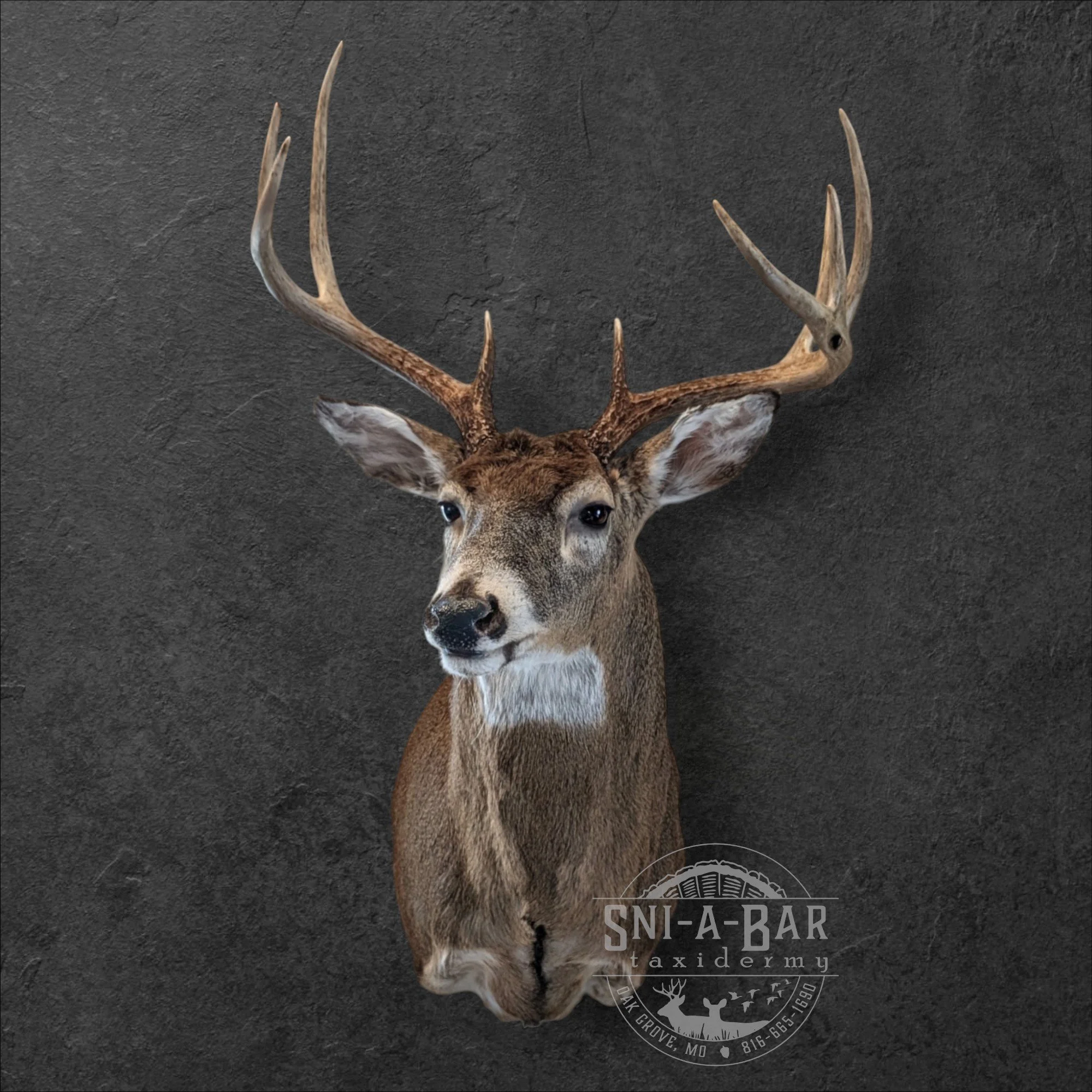 Deer Taxidermist nearby. Whitetail Deer shoulder mount Taxidermy- near Kansas MO, Independence MO, Lees Summit MO, Liberty MO, Blue Springs MO, Odessa MO, Grain Valley MO, Jackson County MO.