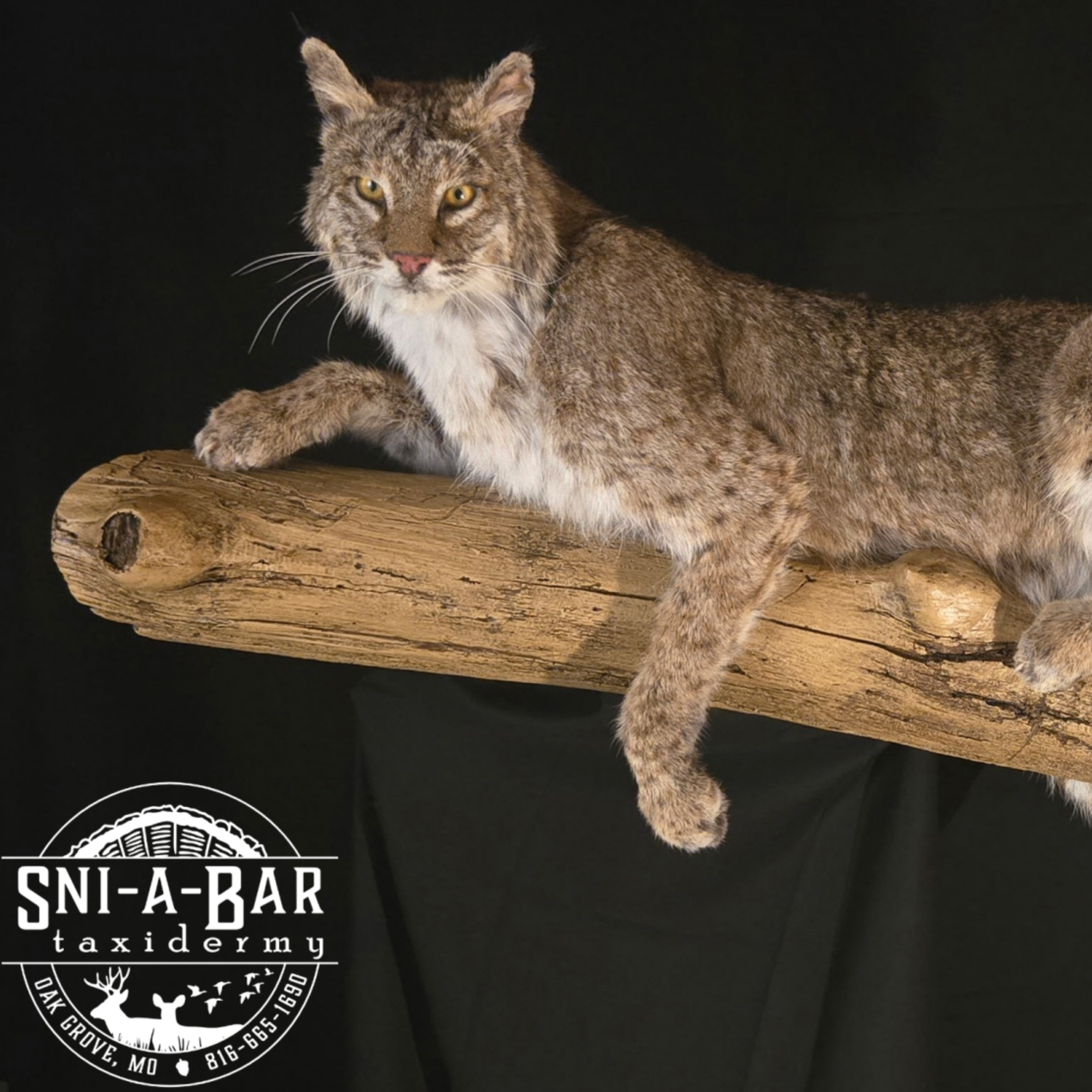 bobcat