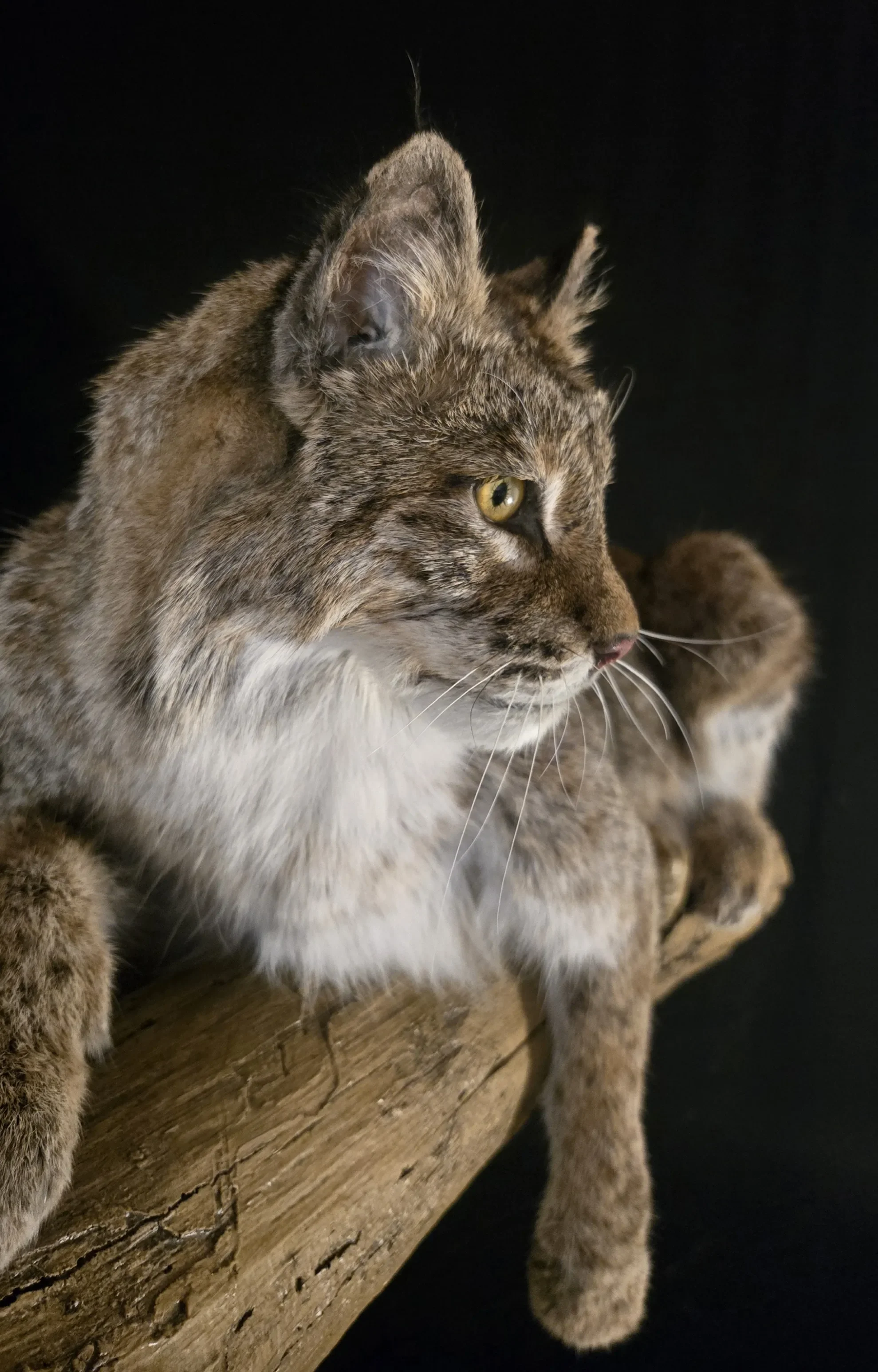 Bobcat Taxidermist near me Kansas City. Taxidermy- near Kansas City MO, Independence MO, Lees Summit MO, Liberty MO, Blue Springs MO, Odessa MO, Grain Valley MO, Jackson County MO.