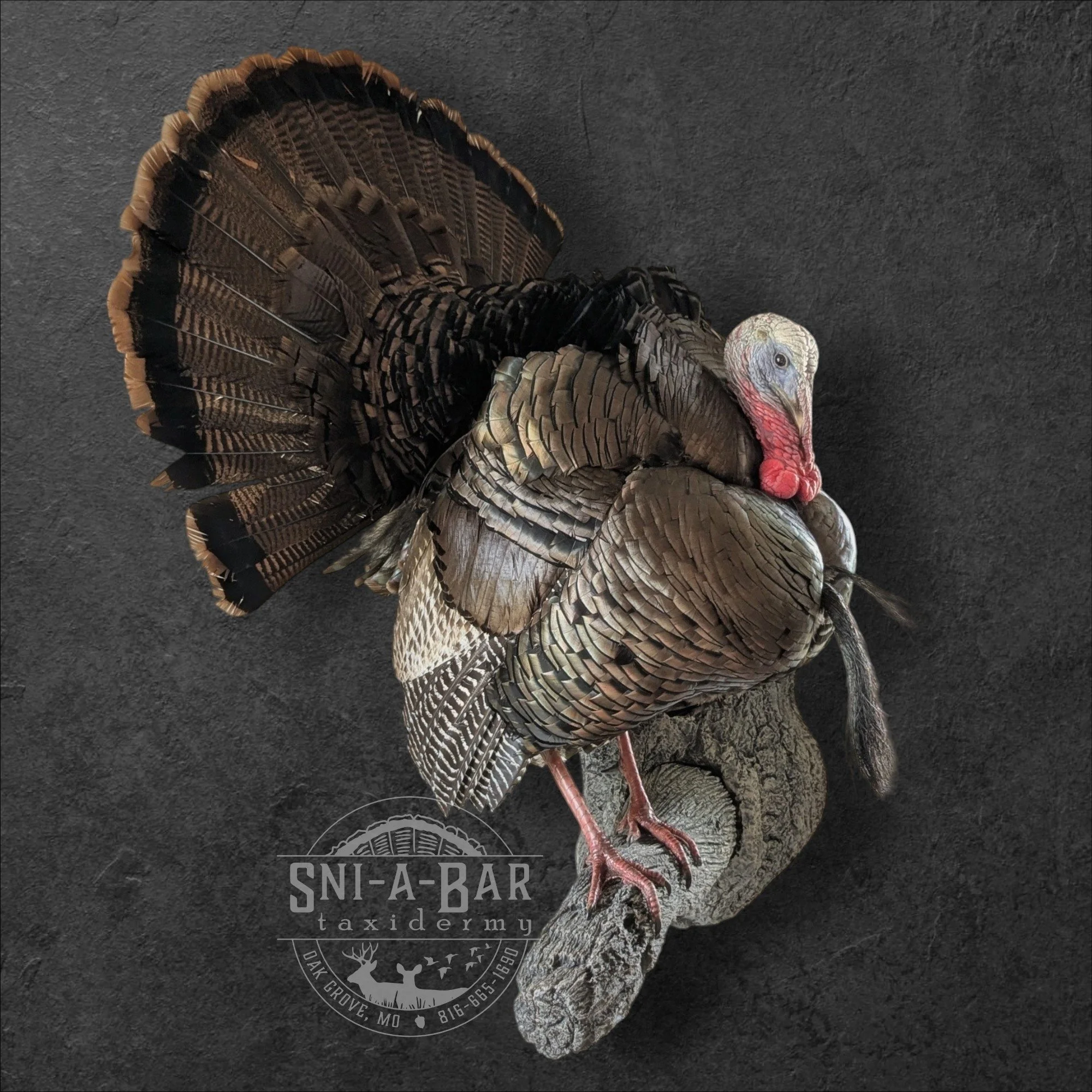 Full Strut Turkey Taxidermy. Taxidermist in Oak Grove serving the Kansas City MO area. Blue Springs, Independence Lees Summit.