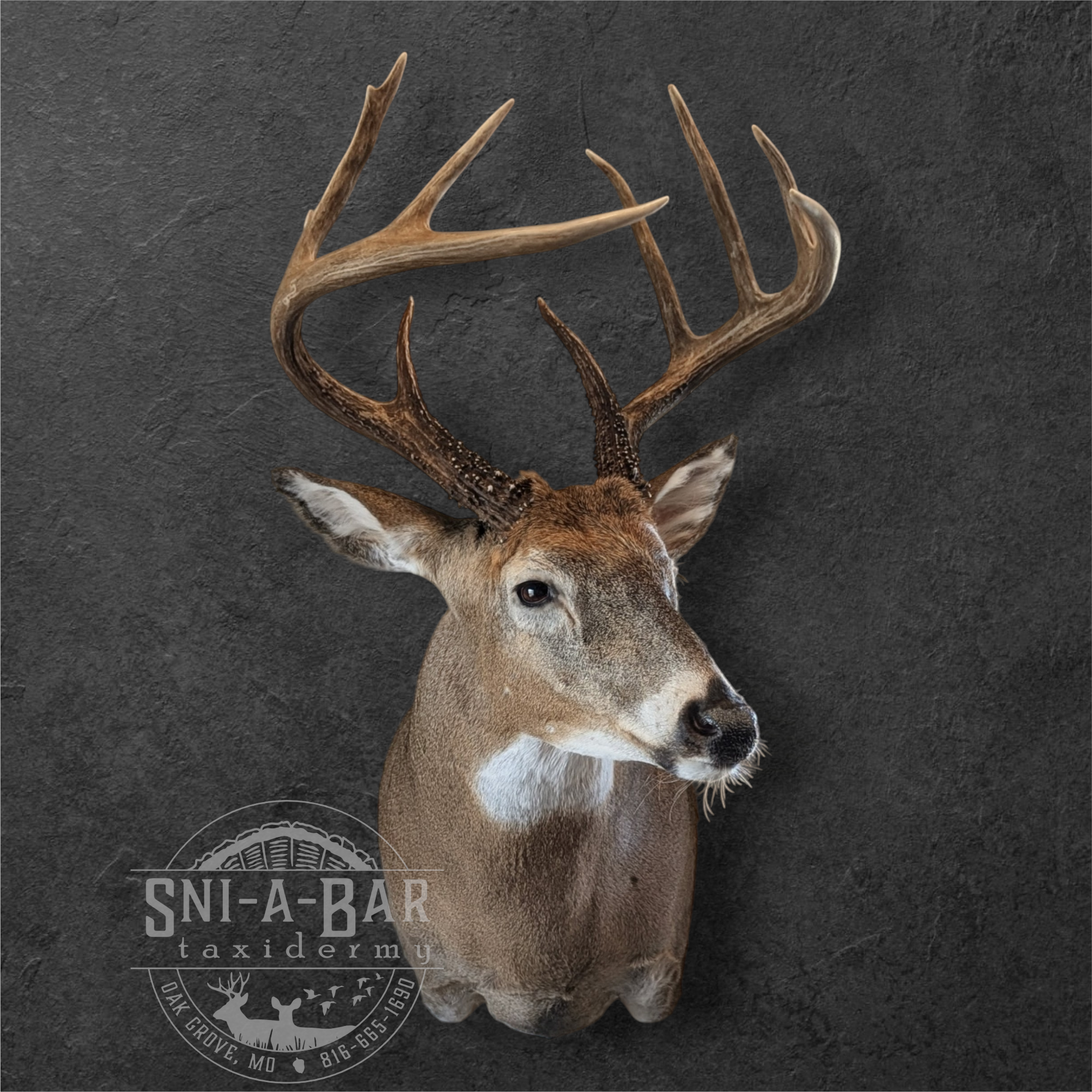 Deer head with antlers on a dark textured background with a logo and text overlay at the bottom.