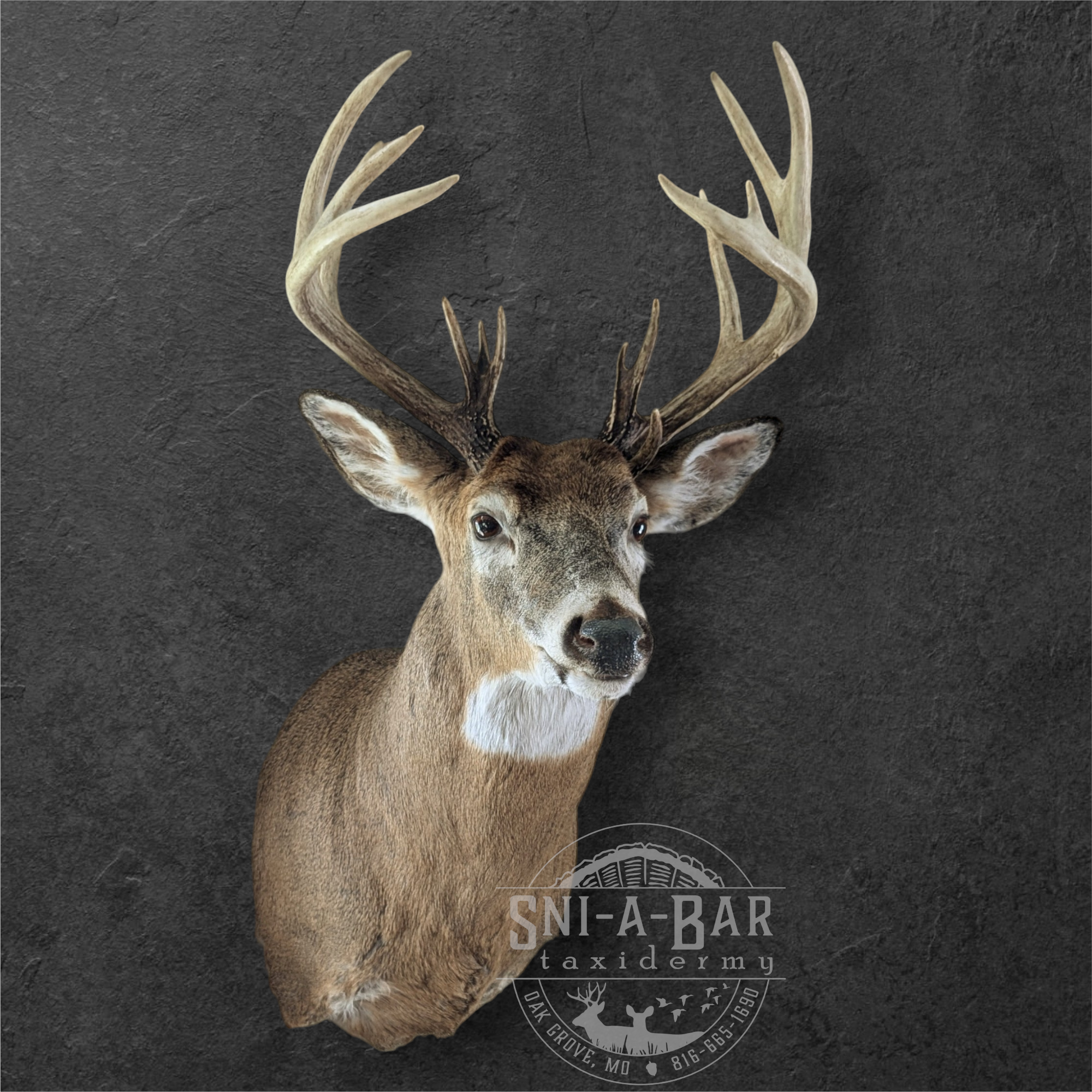 Deer Taxidermist nearby. Whitetail Deer shoulder mount Taxidermy- near Kansas MO, Independence MO, Lees Summit MO, Liberty MO, Blue Springs MO, Odessa MO, Grain Valley MO, Jackson County MO.