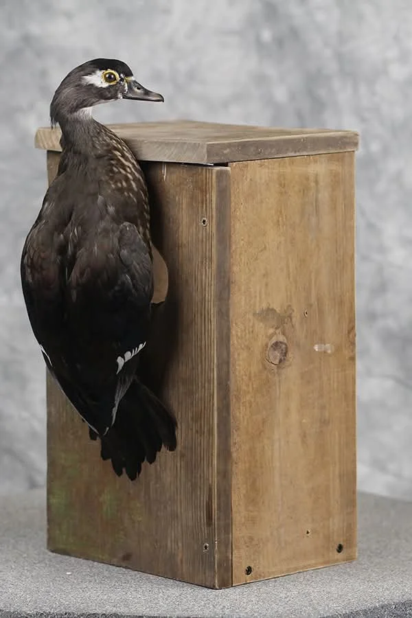 Wood duck-Duck Taxidermist near me.