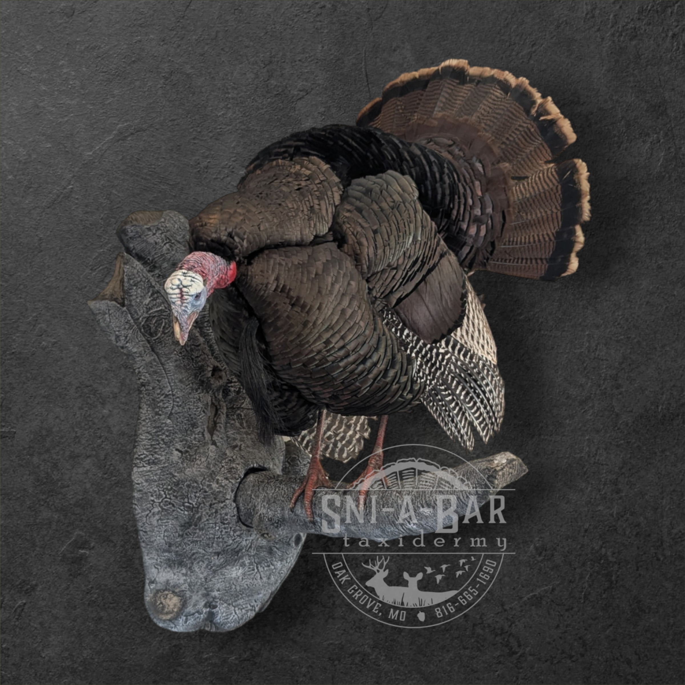 Turkey 