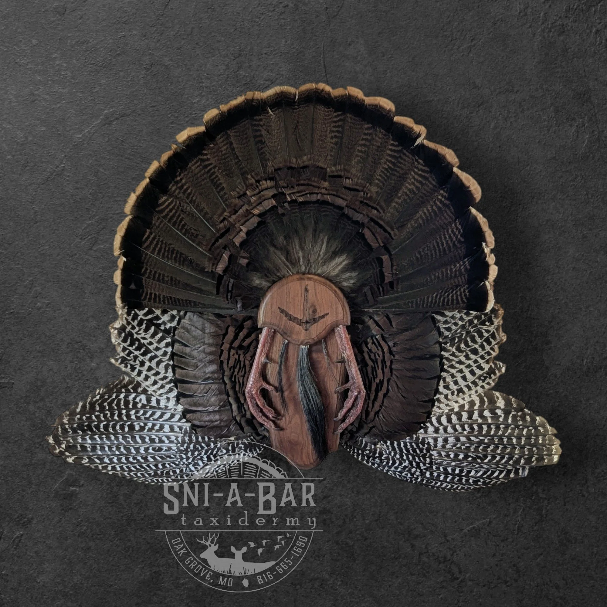 Turkey Fan and Wing Mount. Turkey Taxidermist in Oak Grove serving the Kansas City MO area. Blue Springs, Independence.