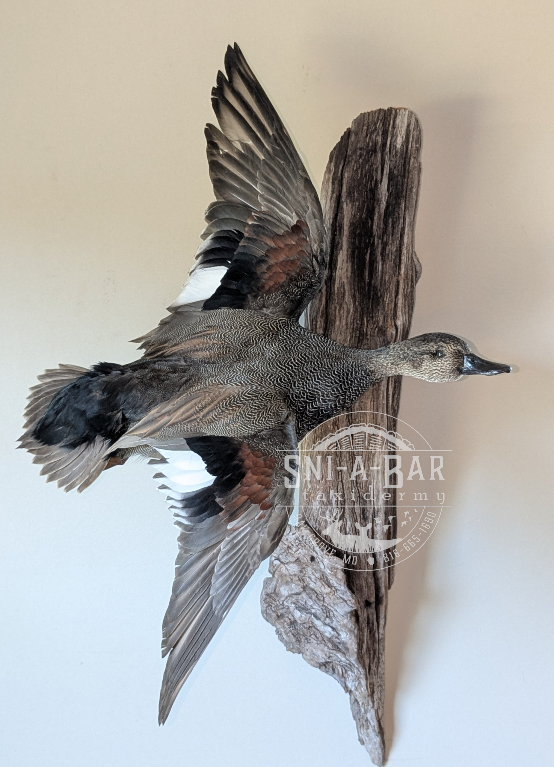 Mounted detailed taxidermy duck with wings spread, fixed on a piece of driftwood.