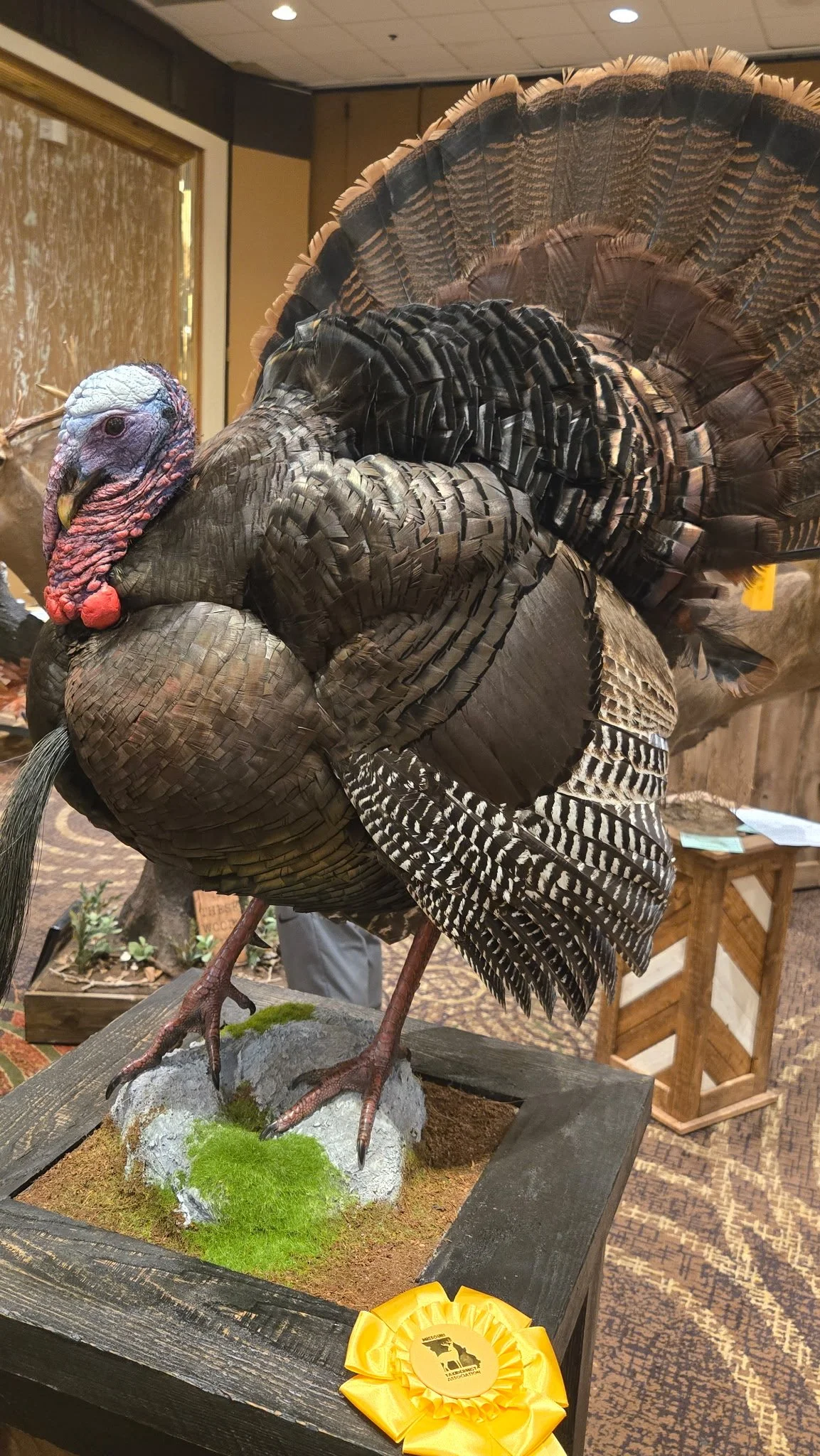 Full Strut Turkey Taxidermy. Taxidermist in Oak Grove serving the Kansas City MO area. Blue Springs, Independence Lees Summit.