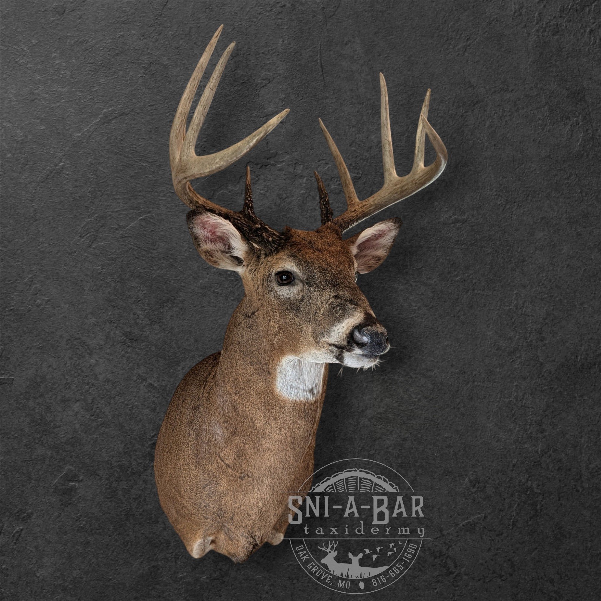 Deer Taxidermist nearby. Whitetail Deer shoulder mount Taxidermy- near Kansas MO, Independence MO, Lees Summit MO, Liberty MO, Blue Springs MO, Odessa MO, Grain Valley MO, Jackson County MO.