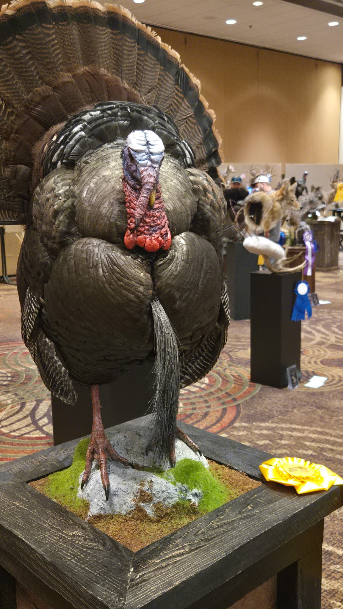 Full Strut Turkey Taxidermy. Taxidermist in Oak Grove serving the Kansas City MO area. Blue Springs, Independence Lees Summit.