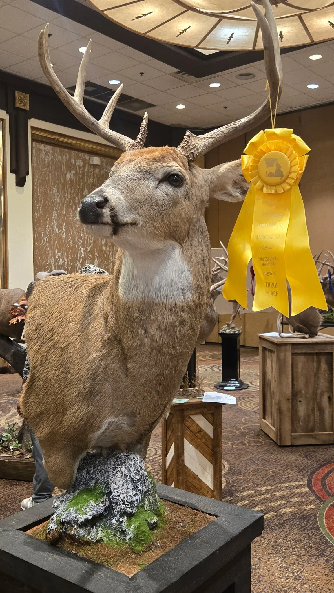 Deer Taxidermist nearby. Whitetail Deer shoulder mount Taxidermy- near Kansas MO, Independence MO, Lees Summit MO, Liberty MO, Blue Springs MO, Odessa MO, Grain Valley MO, Jackson County MO.