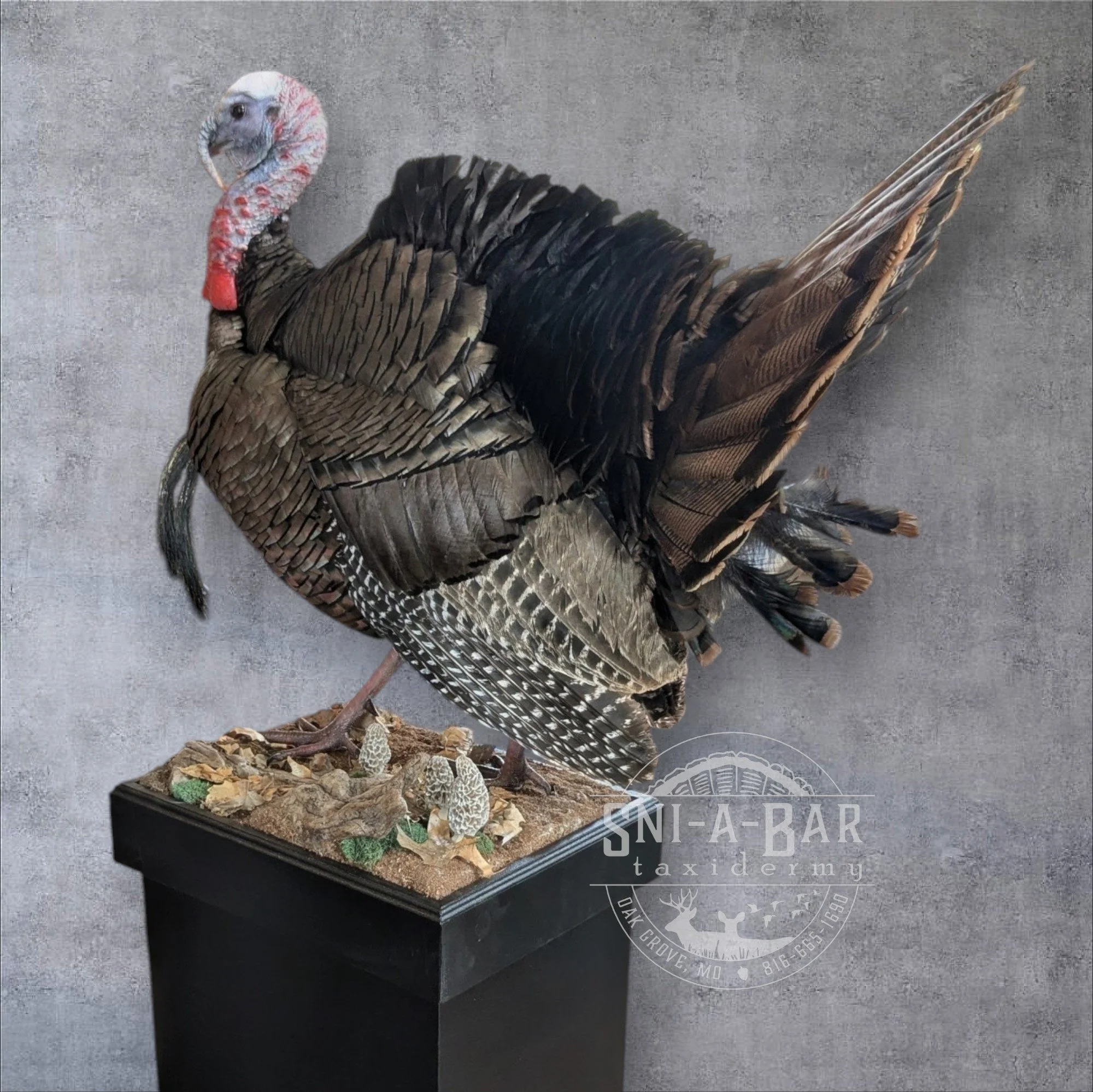 3/4 strut Turkey Taxidermy. Taxidermist in Oak Grove serving the Kansas City MO area. Blue Springs, Independence Lees Summit.