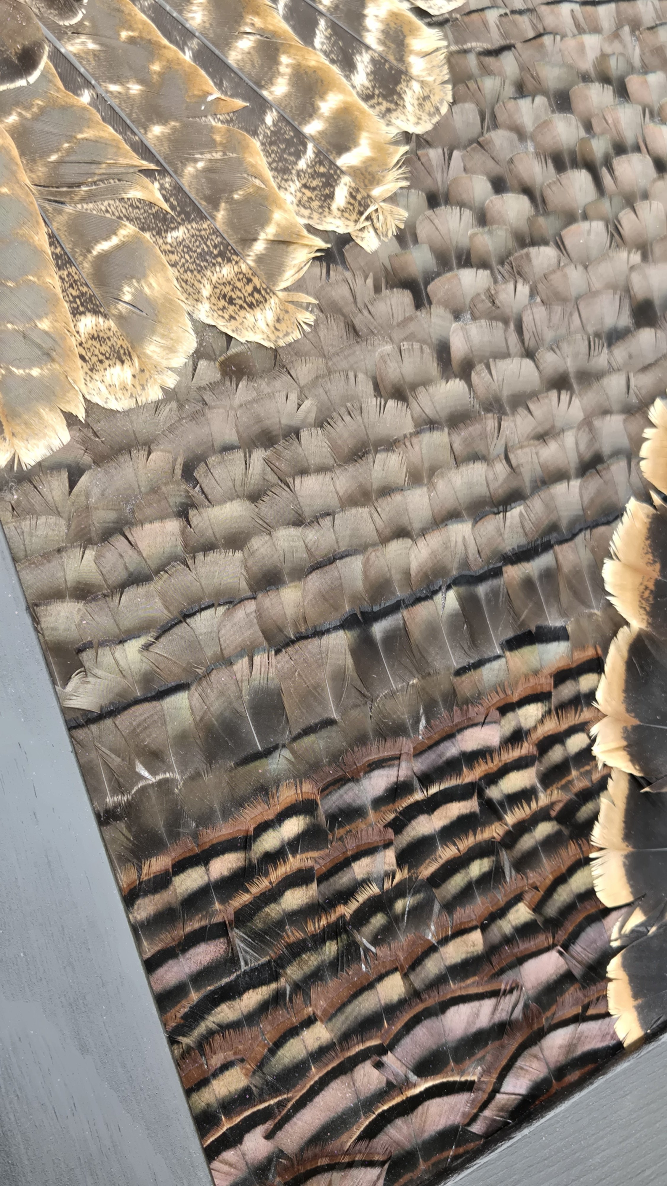 Turkey Feather Art near Kansas City MO. 