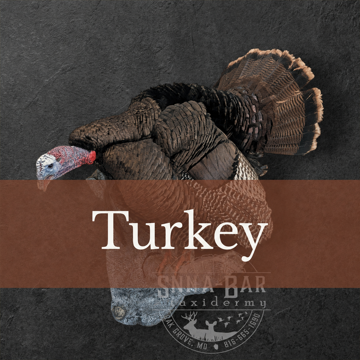 Turkey Taxidermy or Taxidermist near Kansas City Missouri.