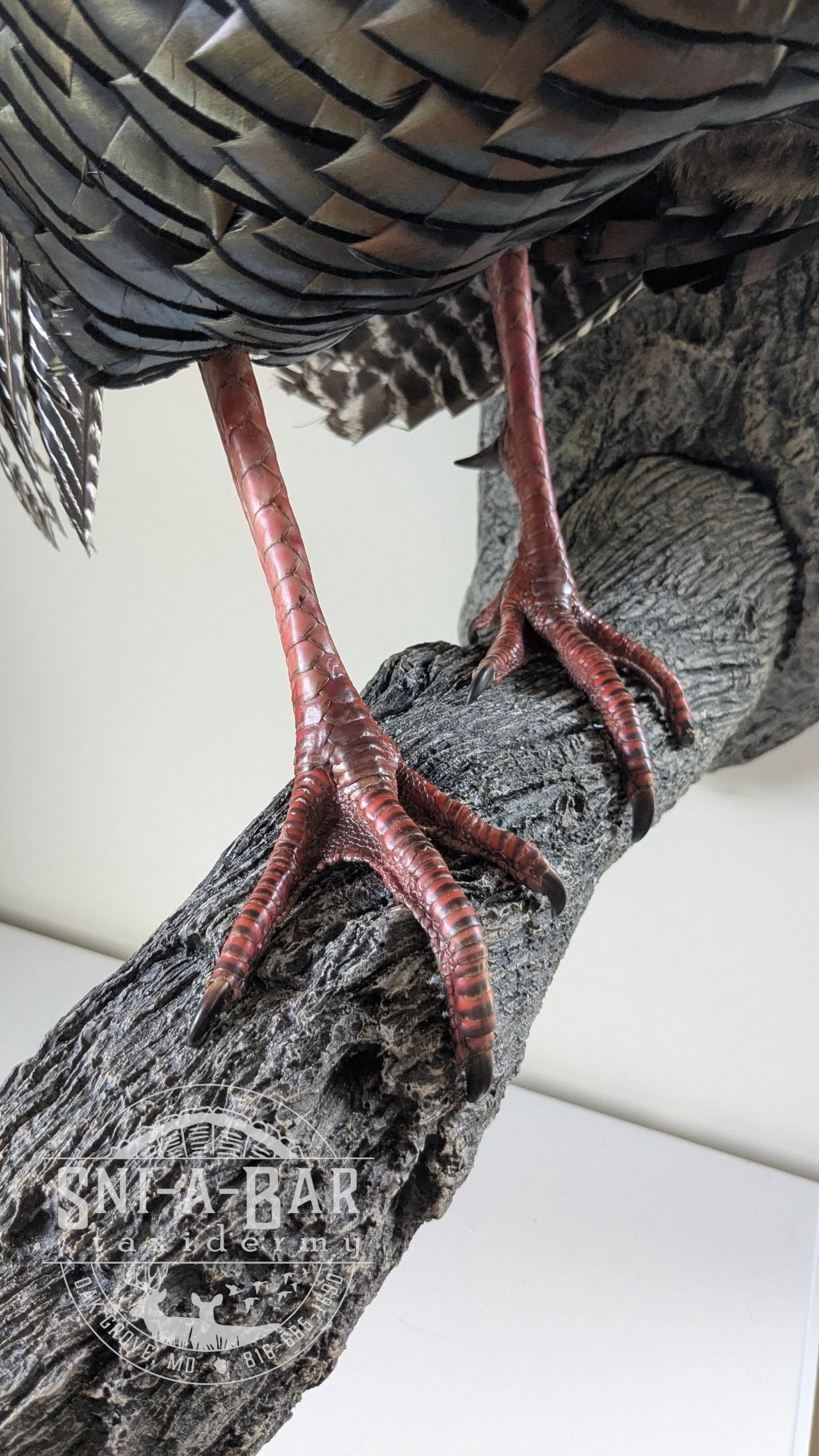 Full Strut Turkey Taxidermy. Taxidermist in Oak Grove serving the Kansas City MO area. Blue Springs, Independence Lees Summit.