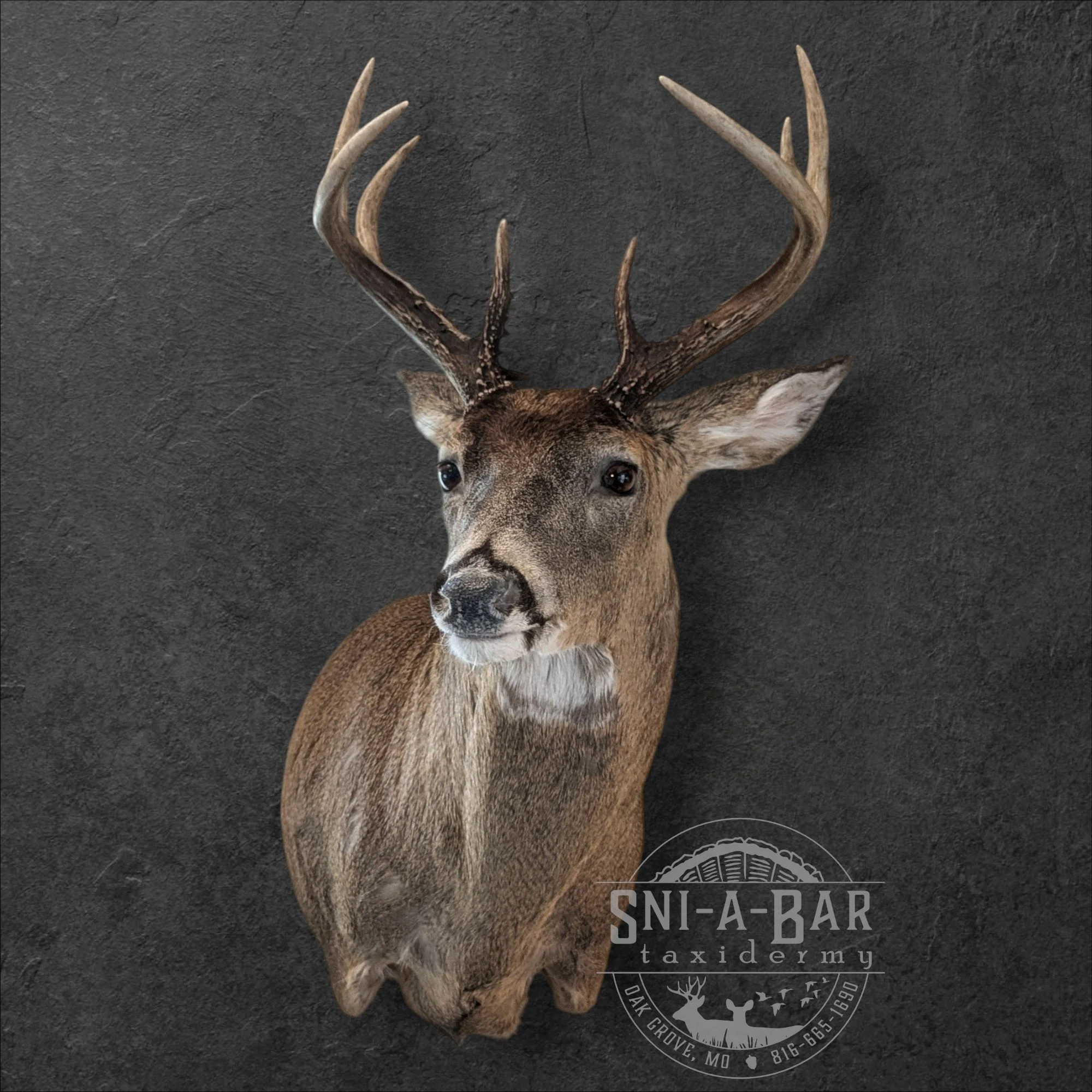 Deer Taxidermist nearby. Whitetail Deer shoulder mount Taxidermy- near Kansas MO, Independence MO, Lees Summit MO, Liberty MO, Blue Springs MO, Odessa MO, Grain Valley MO, Jackson County MO.