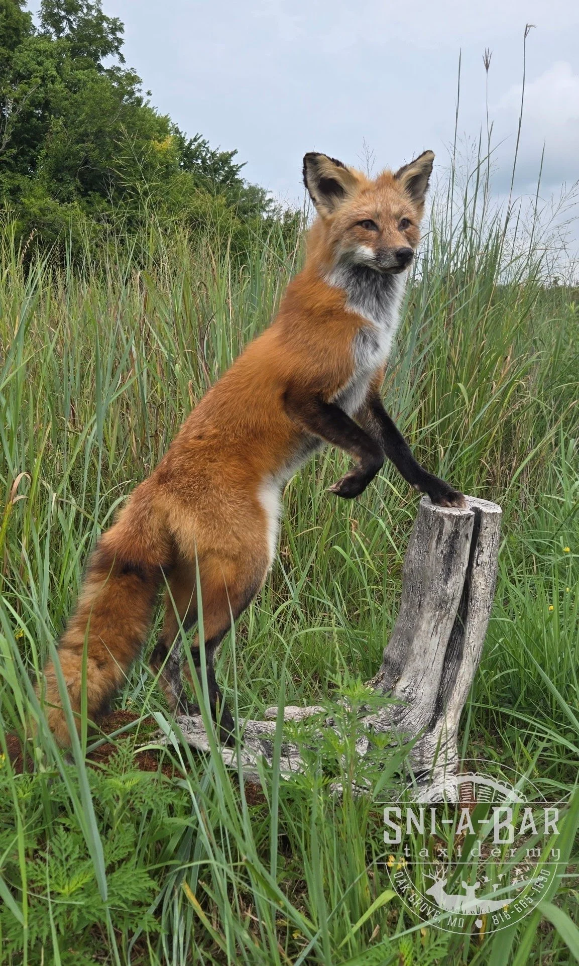 Mammal Fox Taxidermist near me Kansas City. Taxidermy- near Kansas City MO, Independence MO, Lees Summit MO, Liberty MO, Blue Springs MO, Odessa MO, Grain Valley MO, Jackson County MO.