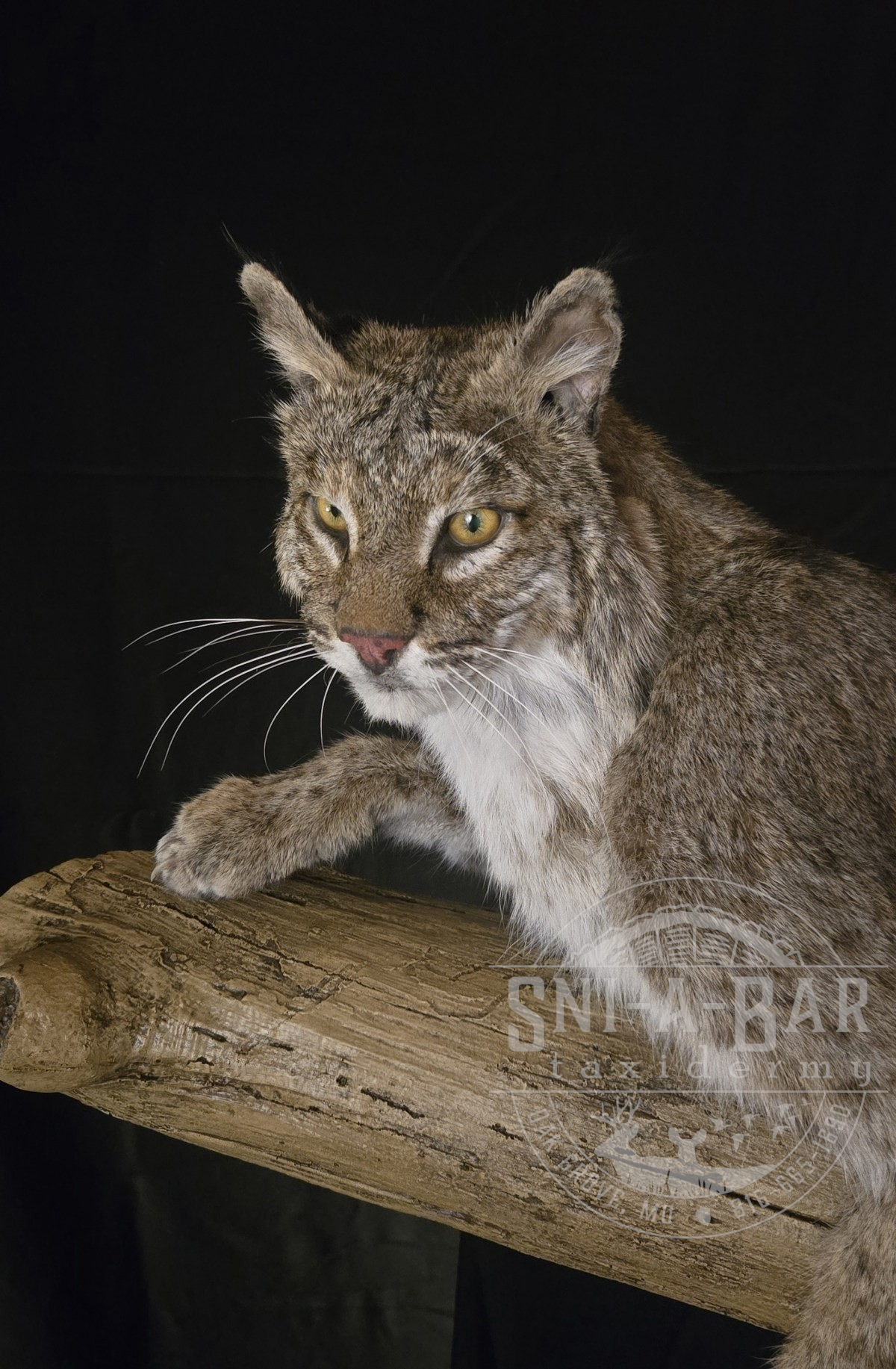 A wildcat with yellow eyes and brown, gray, and white fur resting on a log against a black background.