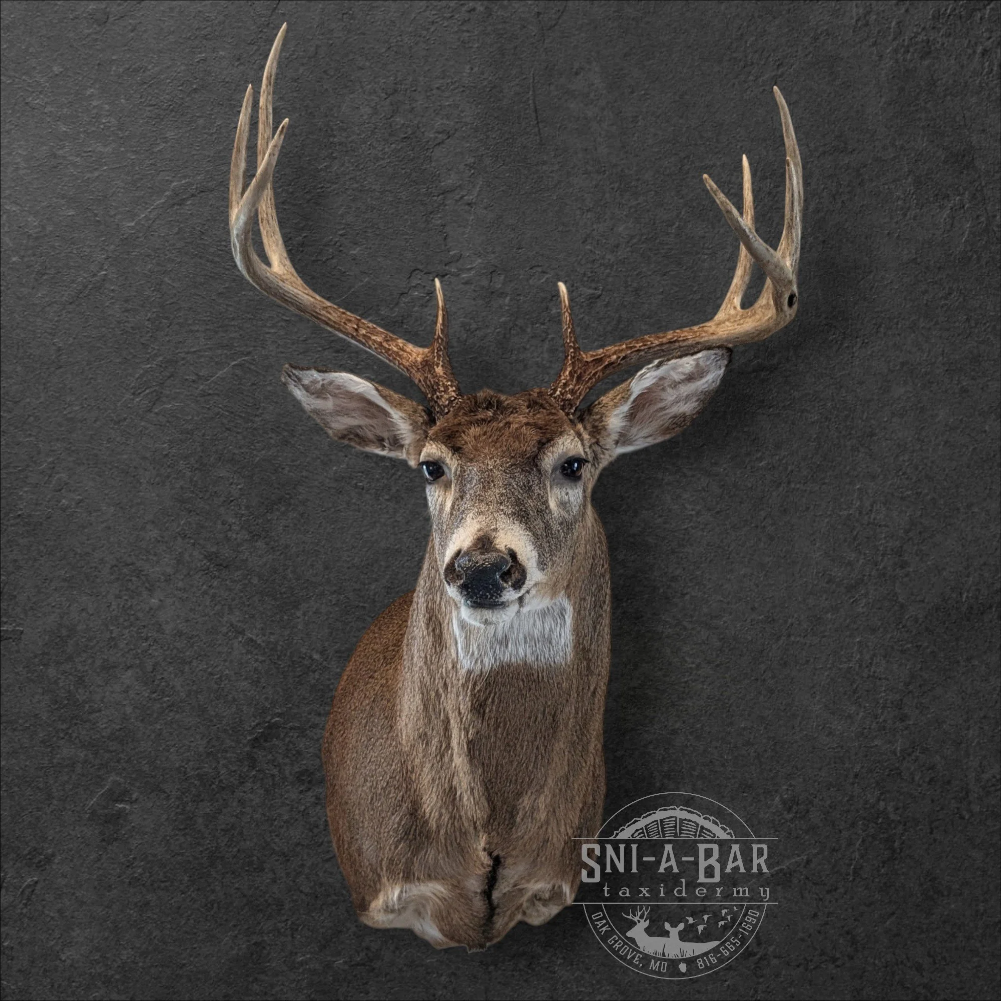 Deer Taxidermist nearby. Whitetail Deer shoulder mount Taxidermy- near Kansas MO, Independence MO, Lees Summit MO, Liberty MO, Blue Springs MO, Odessa MO, Grain Valley MO, Jackson County MO.