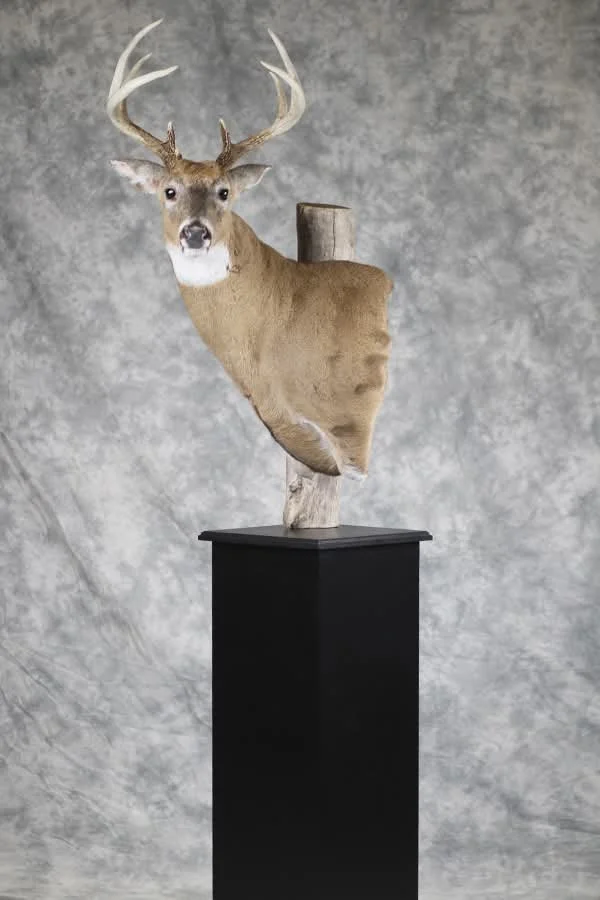 Deer Taxidermist nearby. Whitetail Deer shoulder mount Taxidermy- near Kansas MO, Independence MO, Lees Summit MO, Liberty MO, Blue Springs MO, Odessa MO, Grain Valley MO, Jackson County MO.